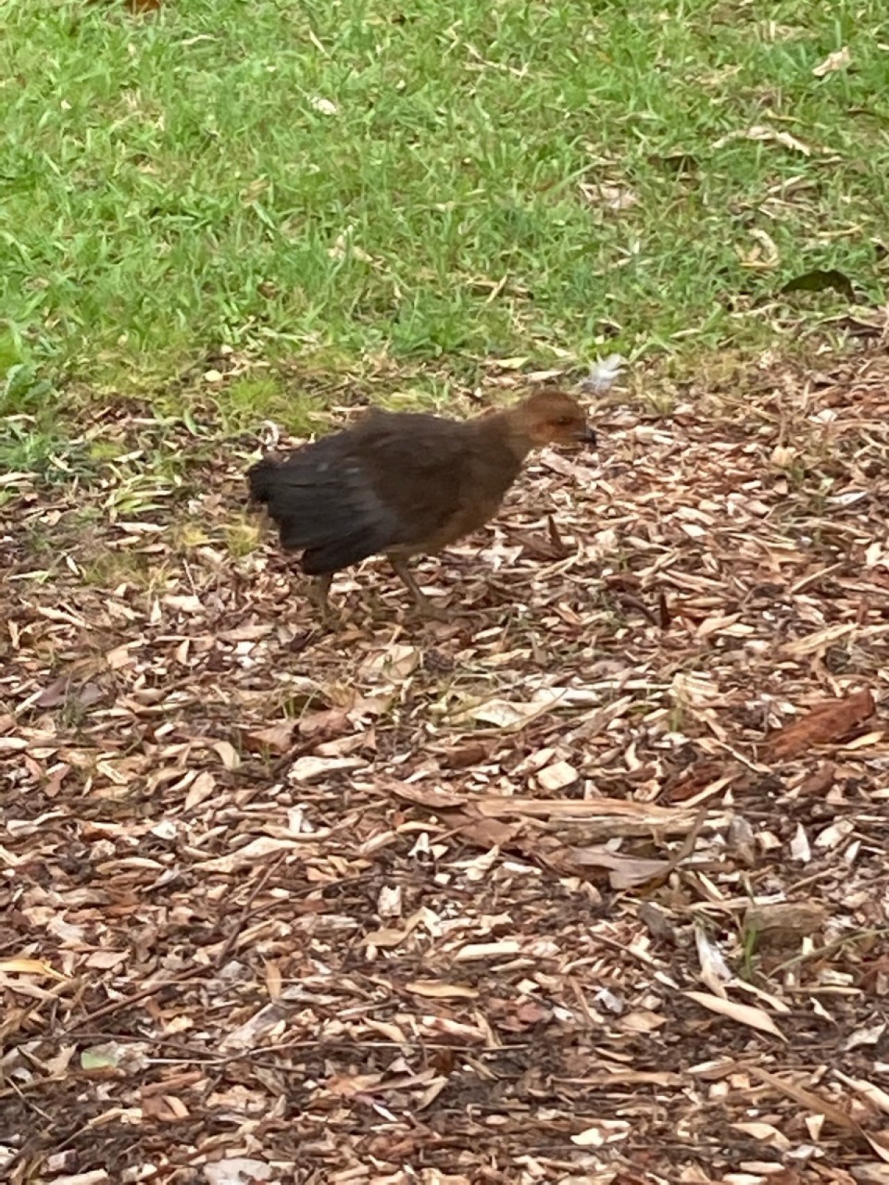 birds in BrushTurkeys App spotted by Mary Ann Irvin on 24.12.2020