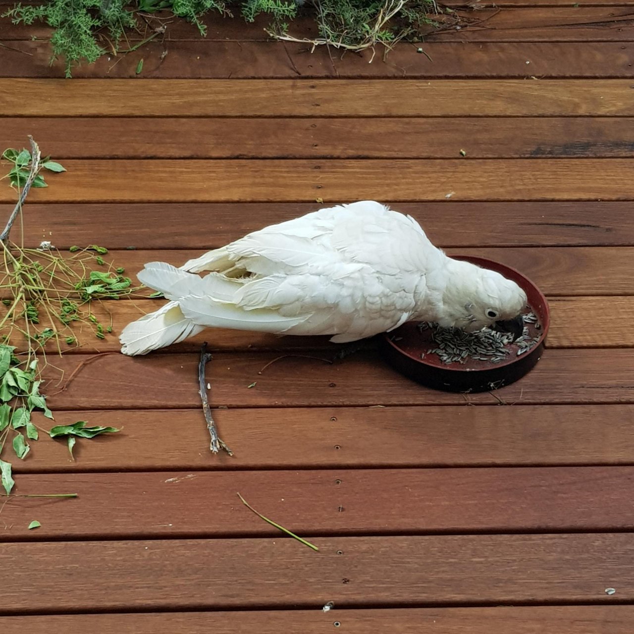 Sulphur-crested Cockatoo in Big City Birds App spotted by Patricia on 17.12.2020