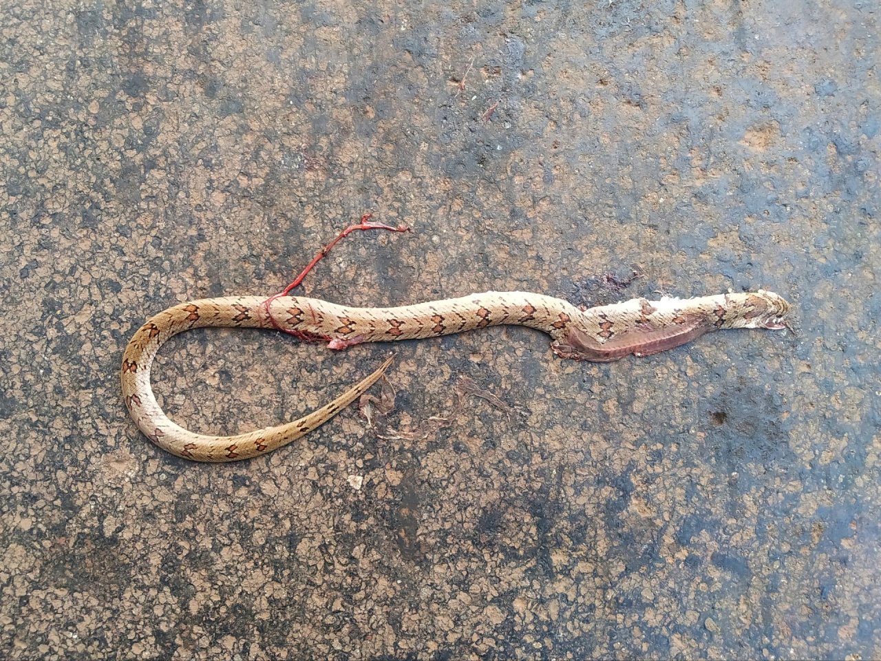 Schlange in Roadkill App spotted by Nikhil17 on 23.01.2021