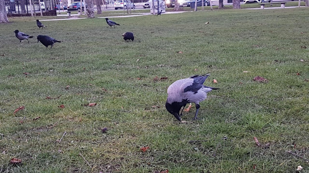 Hooded Crow in KraMobil App spotted by Ka vonSeiten on 09.01.2021