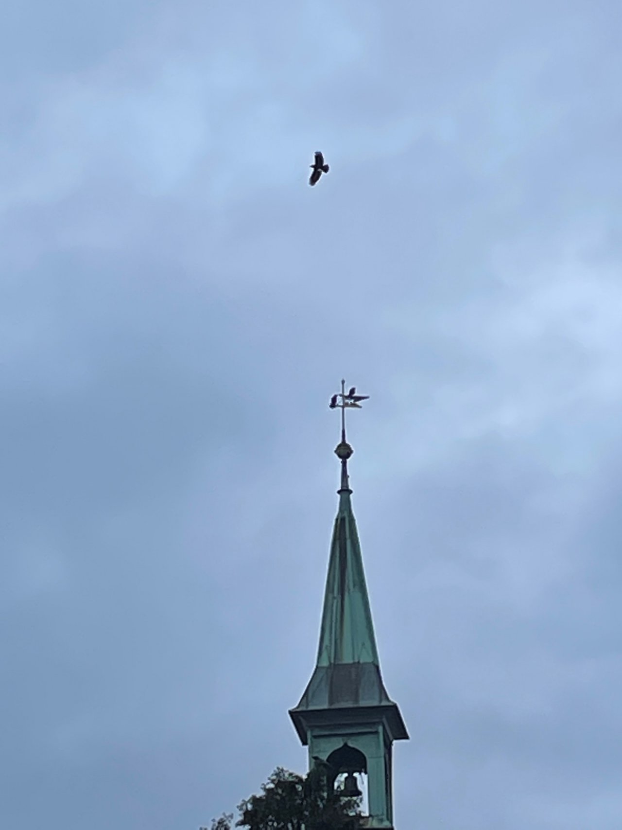 Carrion Crow in KraMobil App spotted by Andreas Ryser on 12.12.2020