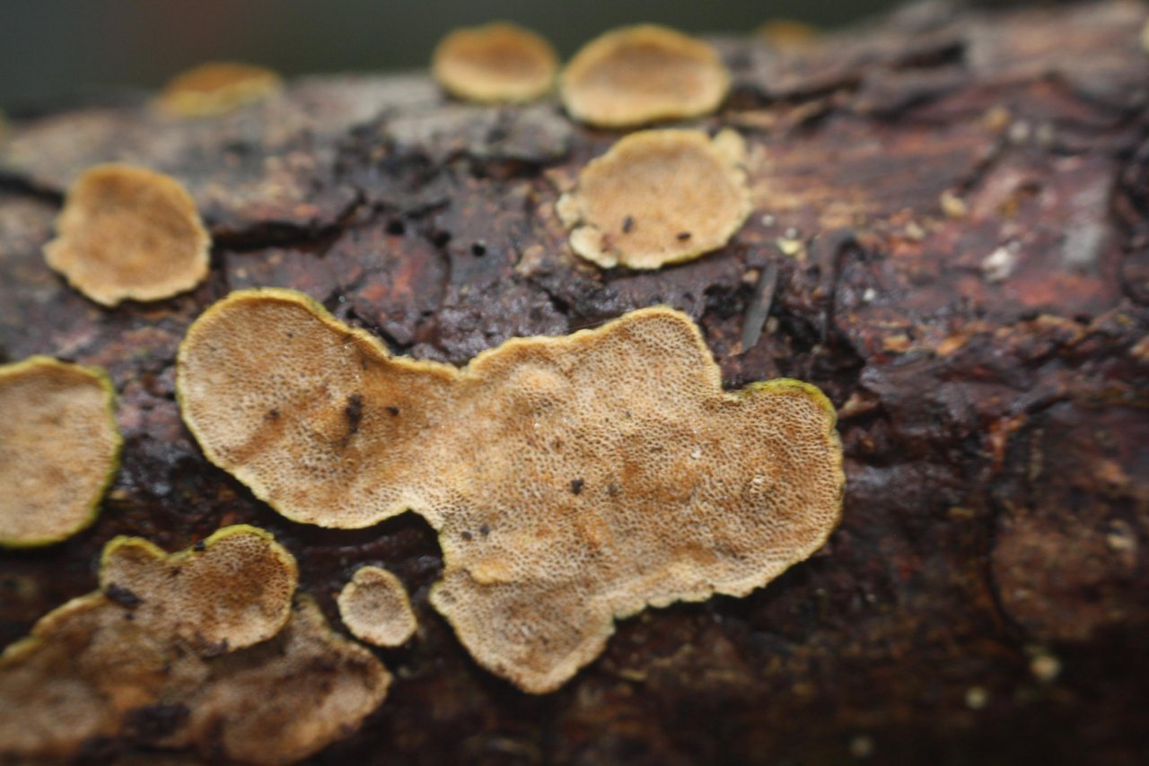 anderer Porling in Pilzfinder App spotted by Treitner on 18.12.2020