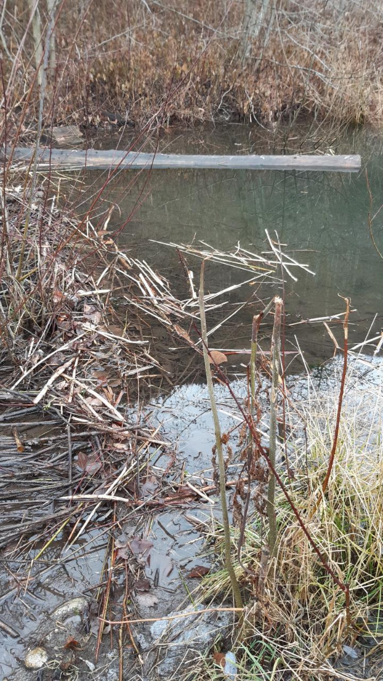 Eis auf Bächen und Teichen in Naturkalender App spotted by Steinbock on 22.12.2020