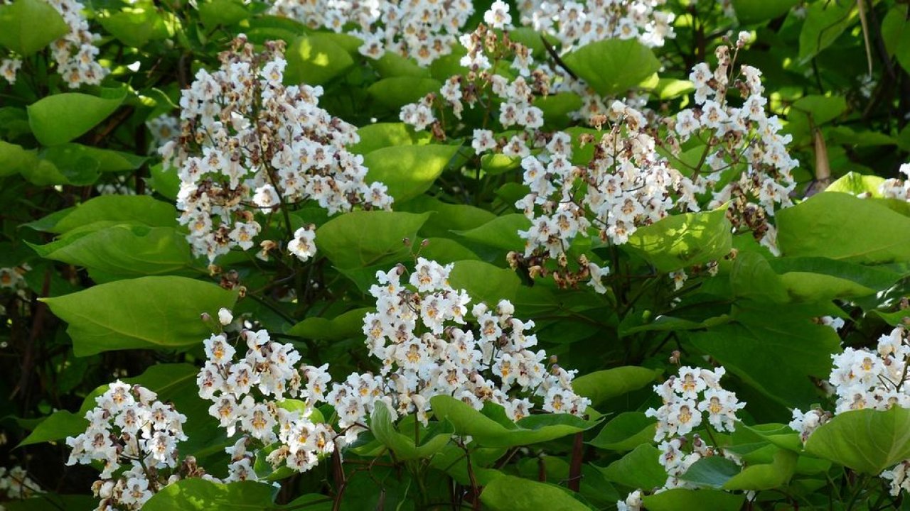 Árvore de feijão indiana