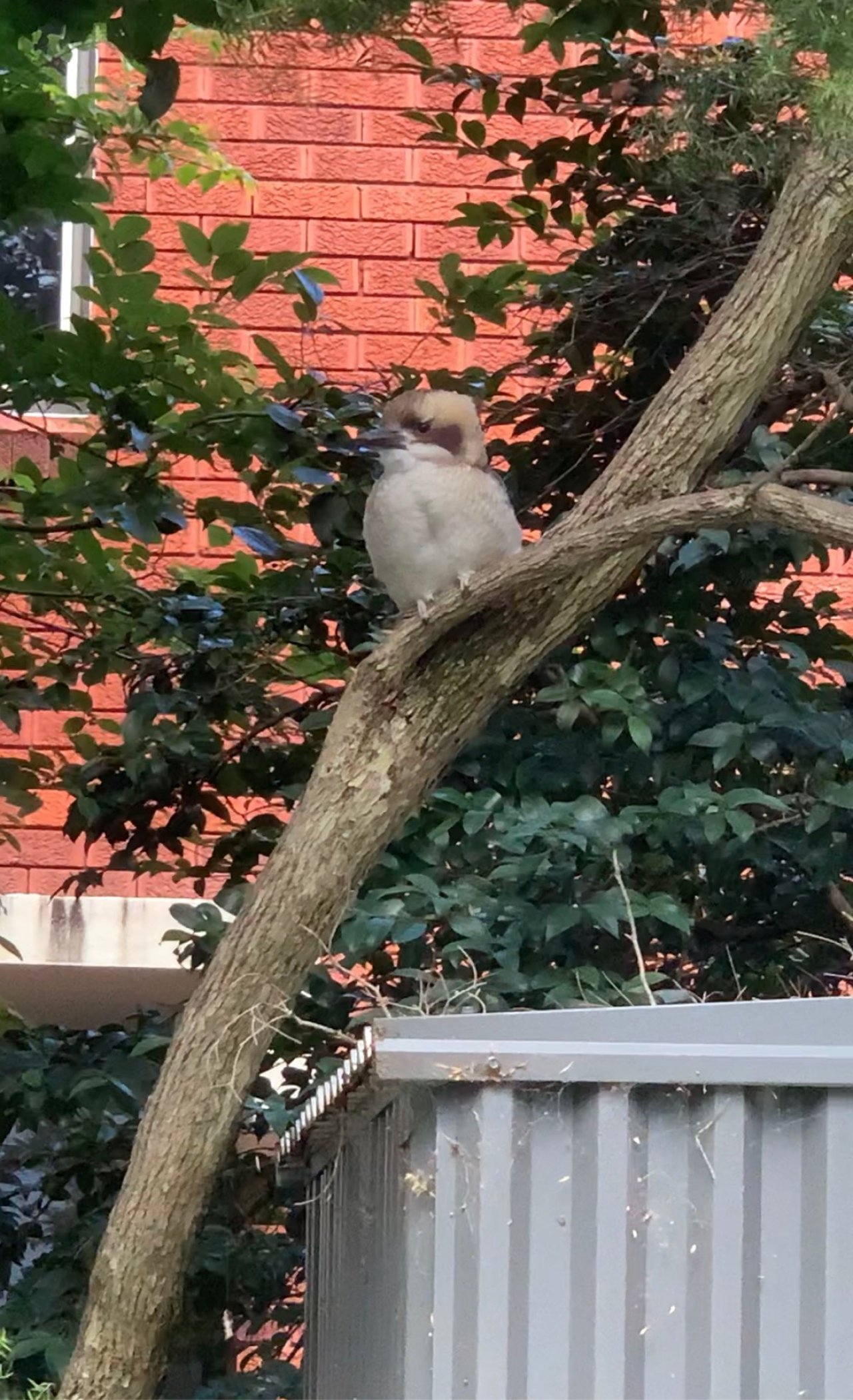 Other bird in Big City Birds App spotted by Magdalana Conin on 03.01.2021