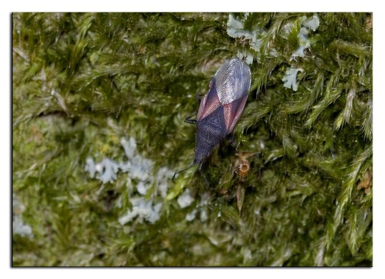 Animals in NatureSpots App spotted by Danny VG on 21.11.2020