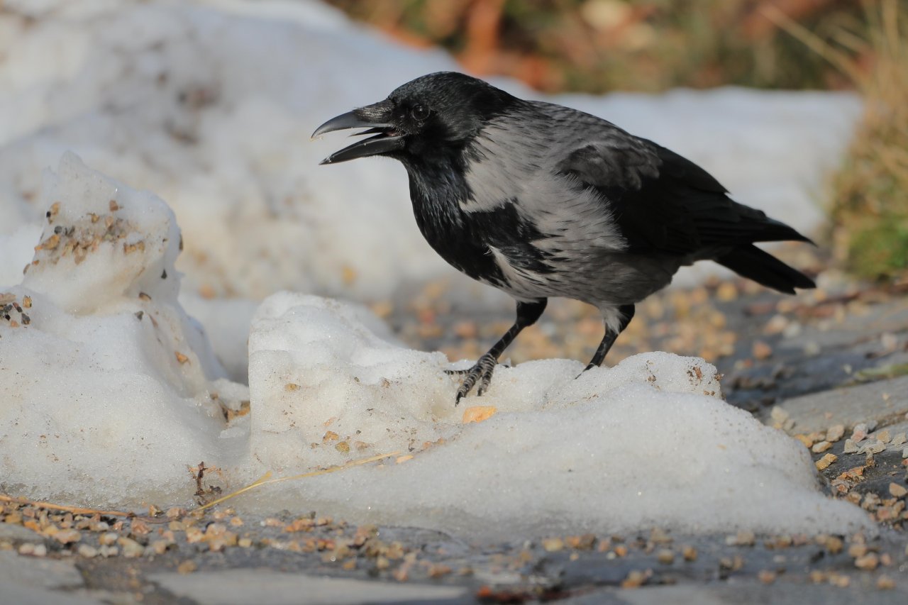 Hybrid (Carrion / Hooded) in KraMobil App spotted by Gjafall on 18.02.2021