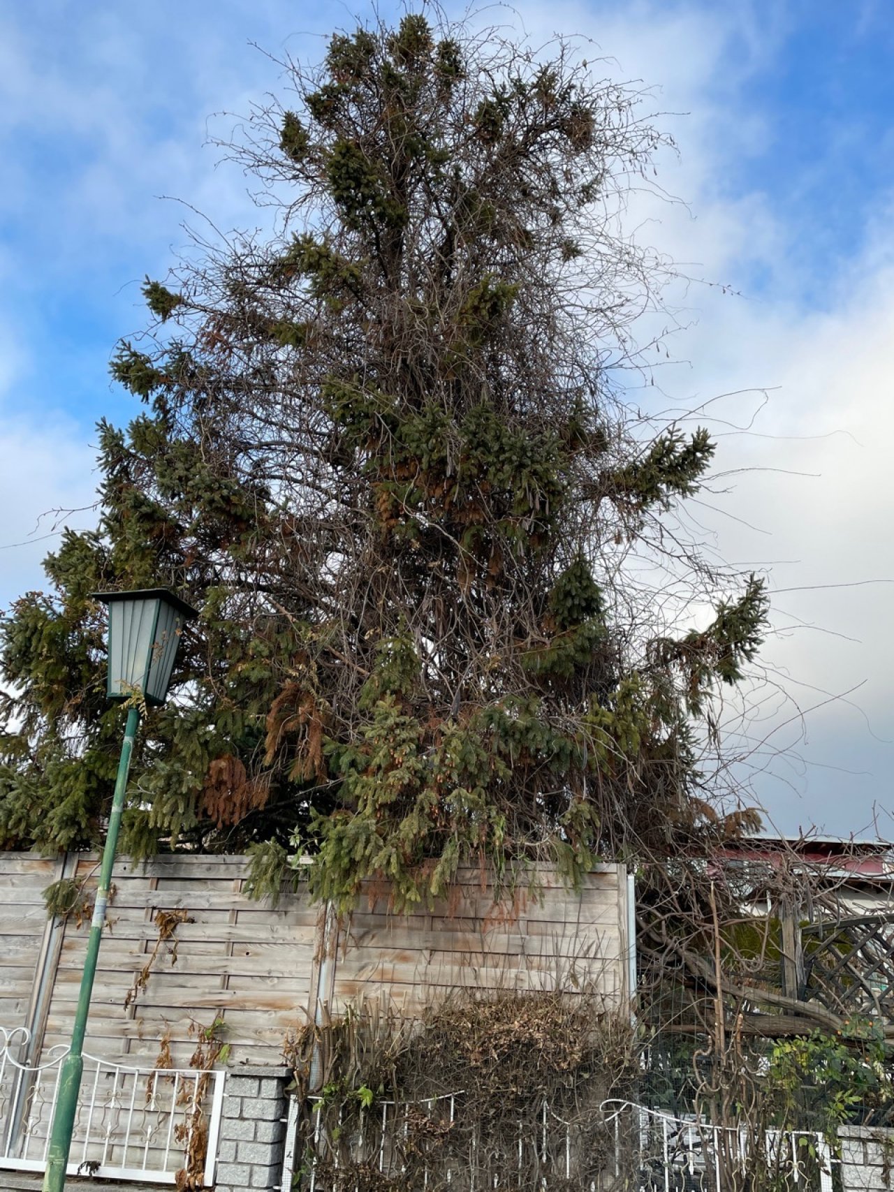 Eine andere krautige Art in Naturkalender App spotted by Franz on 13.12.2020