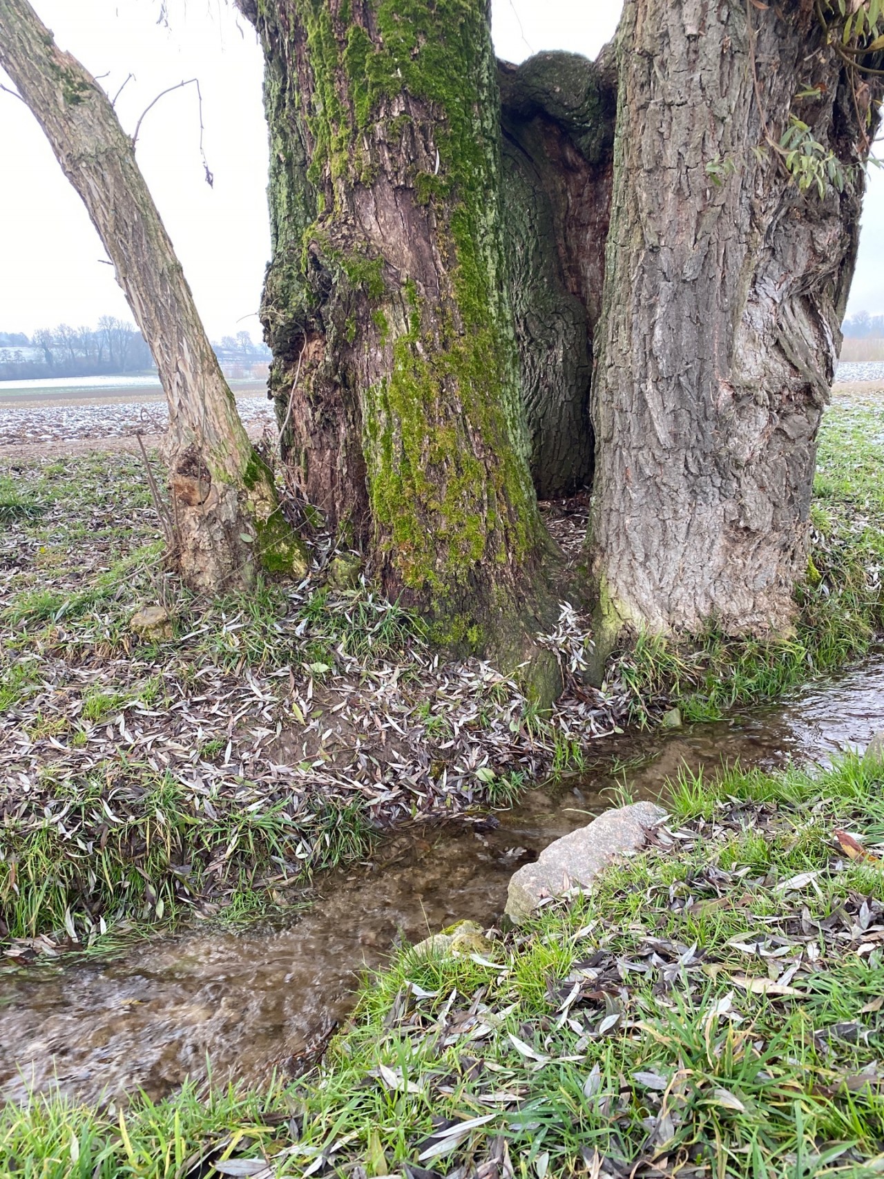 virtual scale in CrowdWater App spotted by StefHert on 11.12.2020