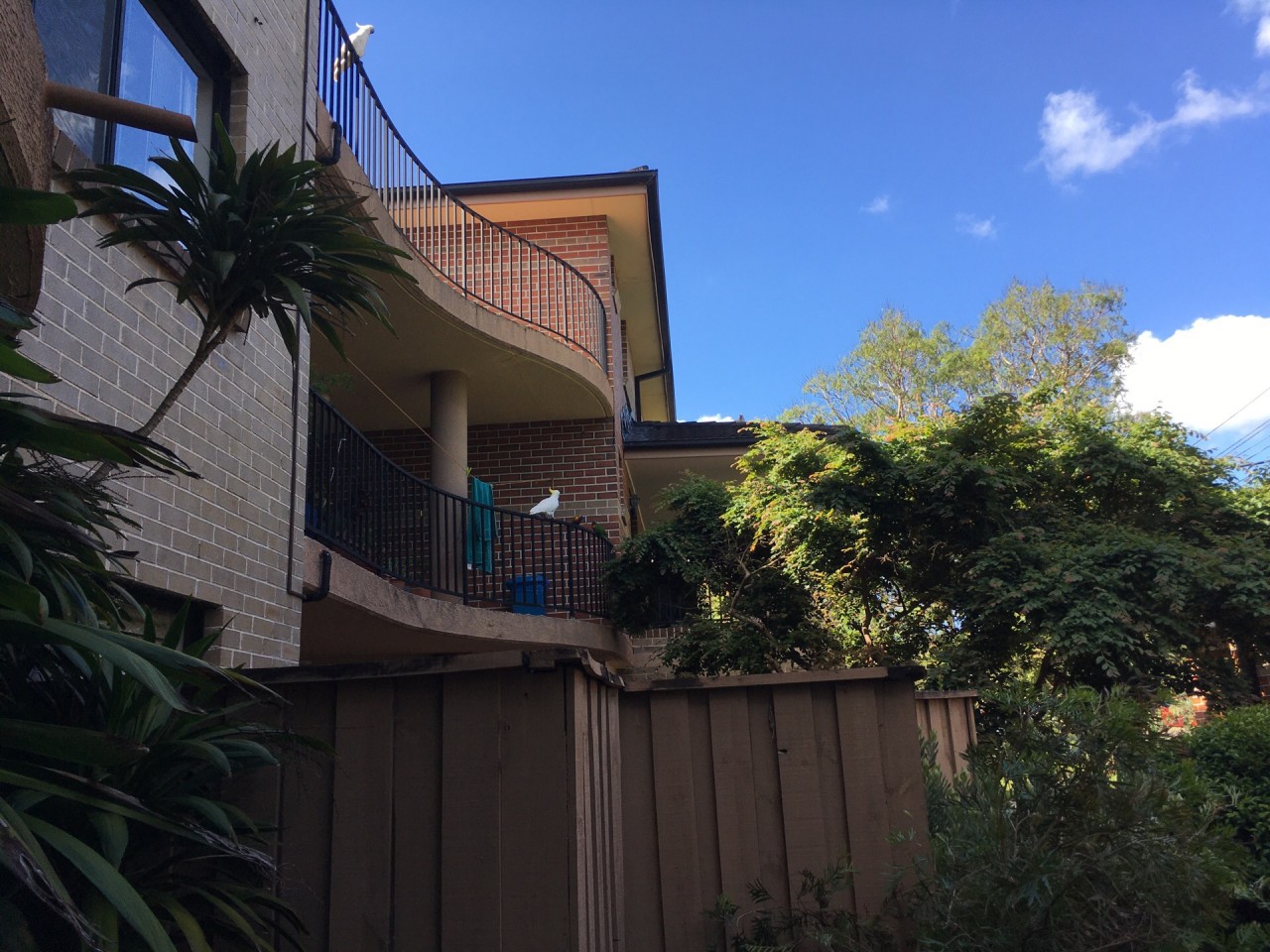 Sulphur-crested Cockatoo in Big City Birds App spotted by Irina on 09.12.2020