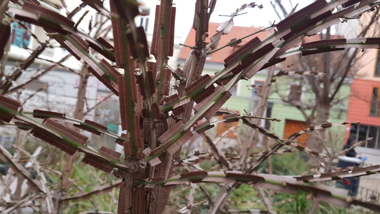 Plants in NatureSpots App spotted by Ka vonSeiten on 20.01.2021