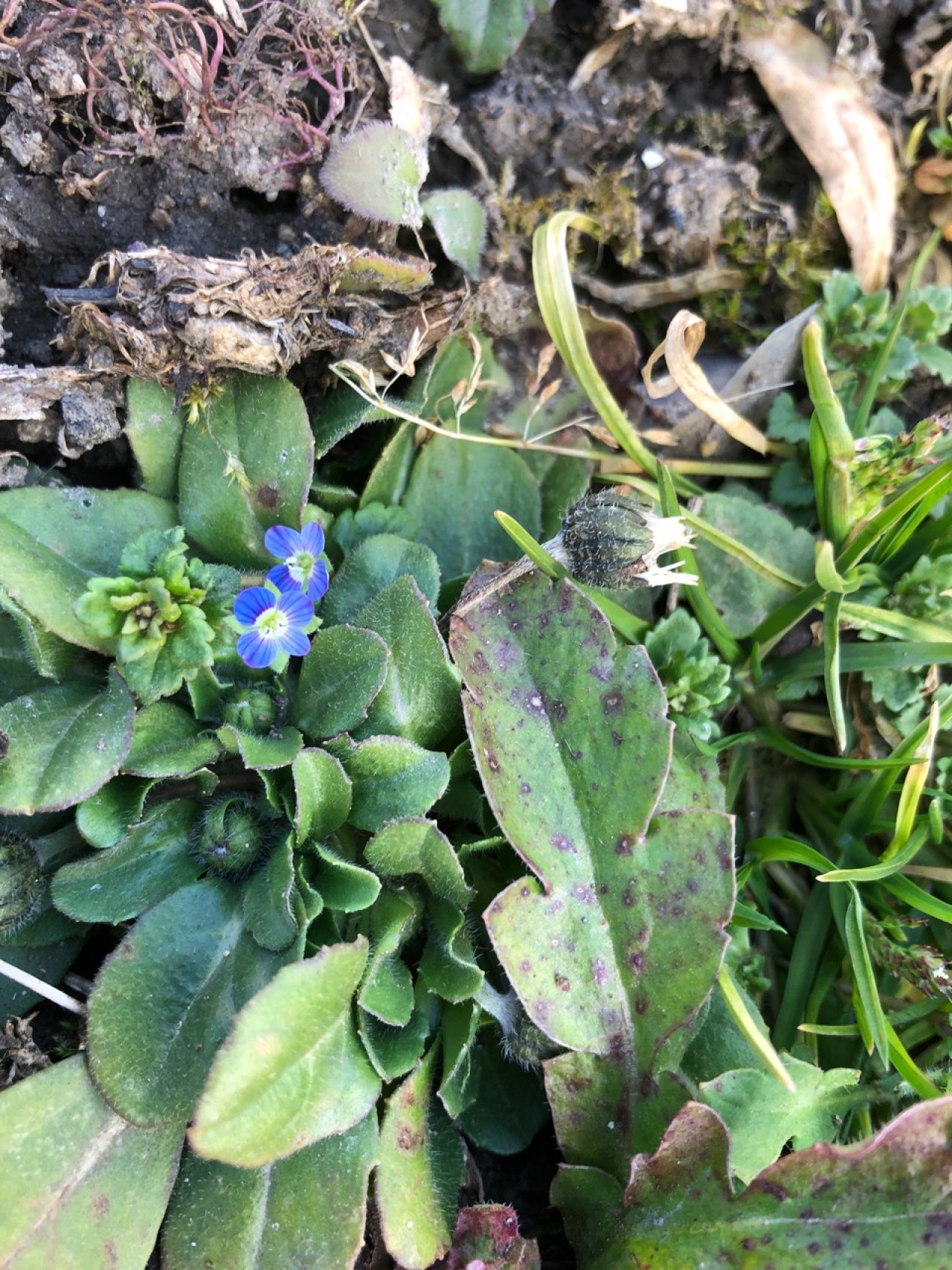 Eine andere Art in Naturkalender Oberösterreich App spotted by Martina on 23.02.2021