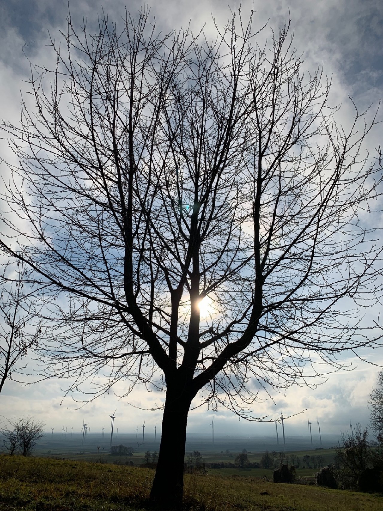 Wildkirsche ist entlaubt. | Naturkalender App | 09.12.2020