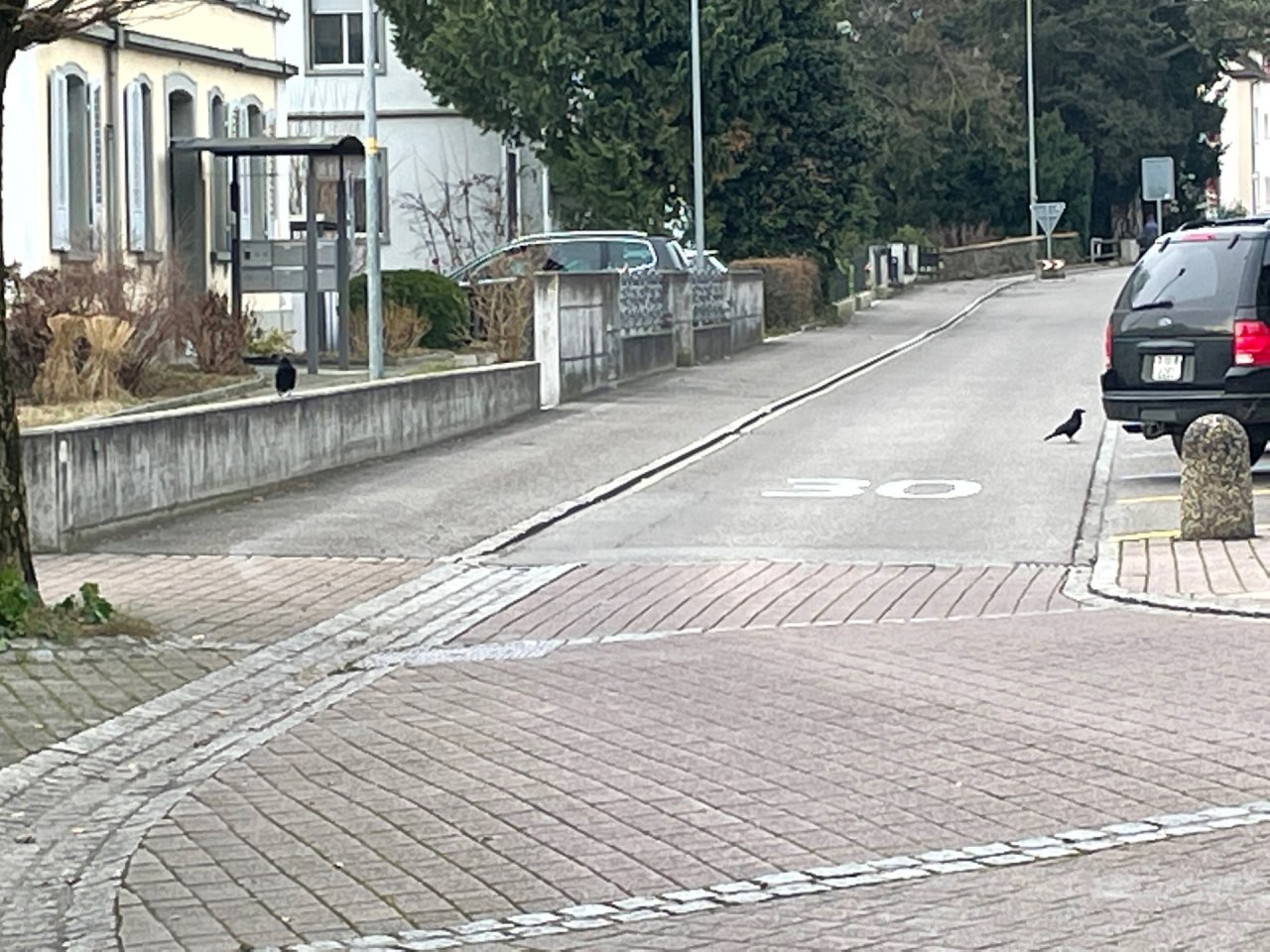 Carrion Crow in KraMobil App spotted by Andreas Ryser on 27.12.2020