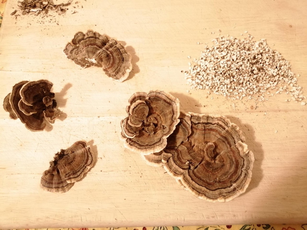 | Pilzfinder App | 28.11.2020