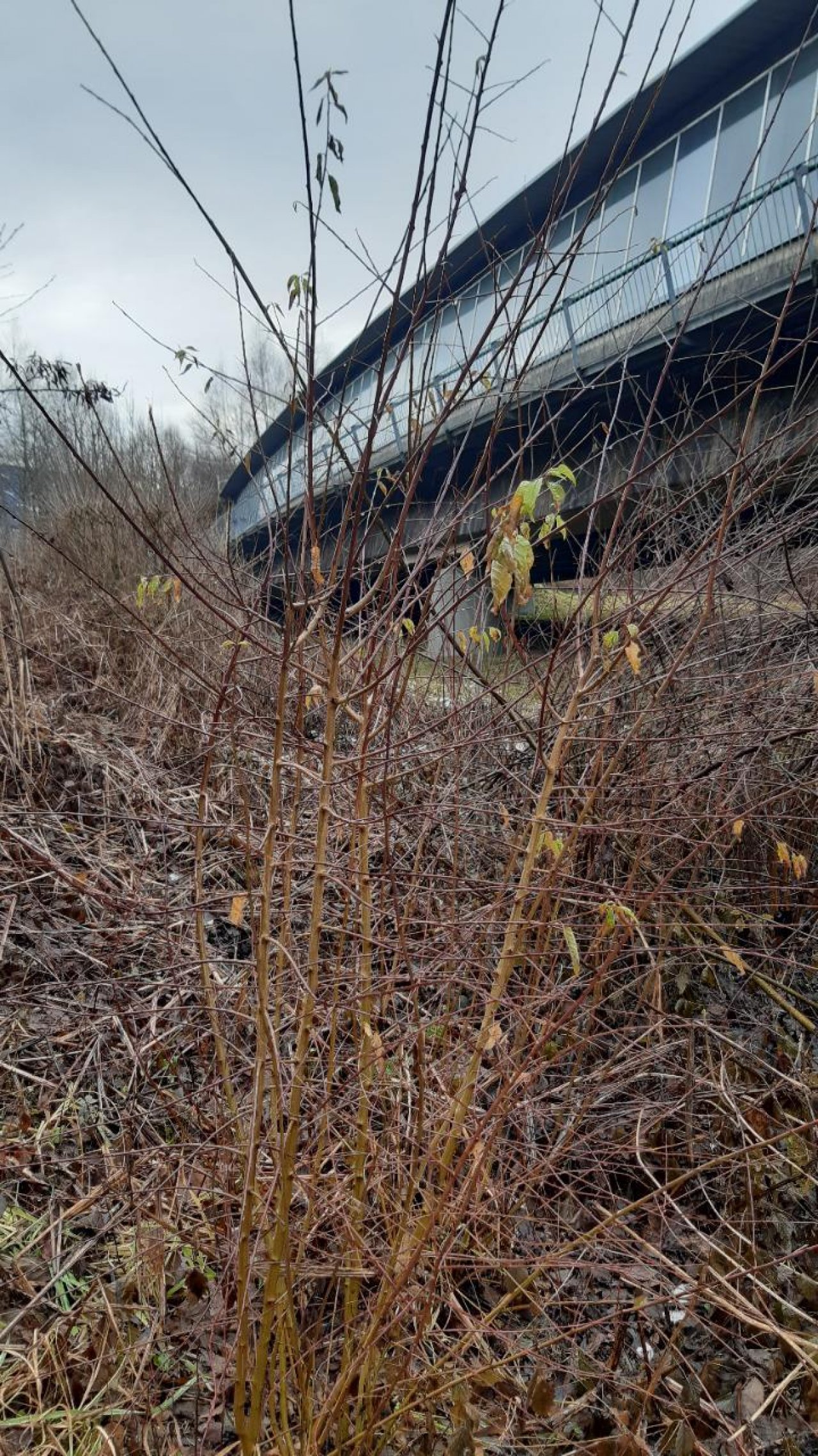 Schlehe in Naturkalender App spotted by Steinbock on 22.12.2020