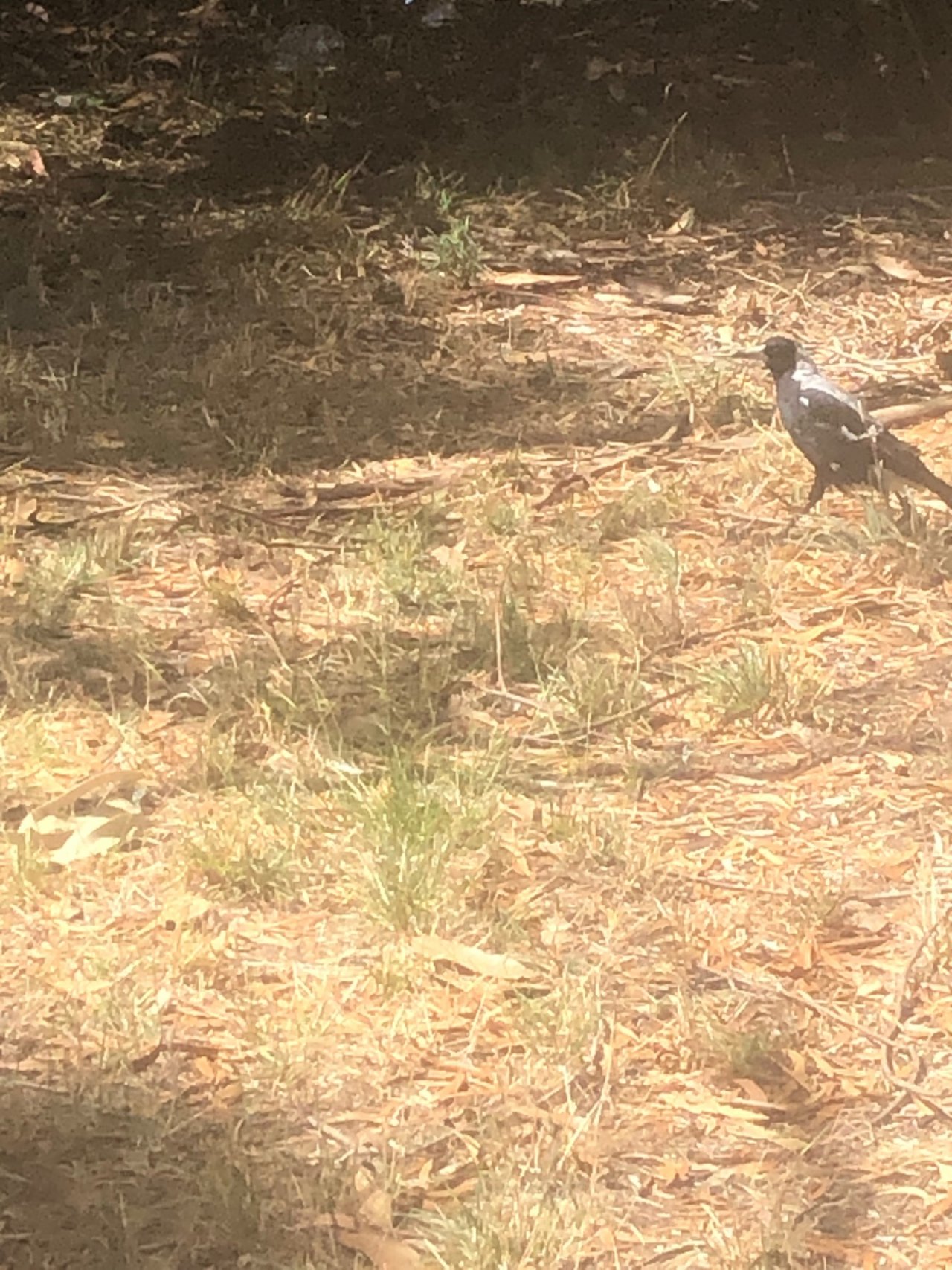 Magpie-lark in ClimateWatch App spotted by Ellaberry on 25.02.2021