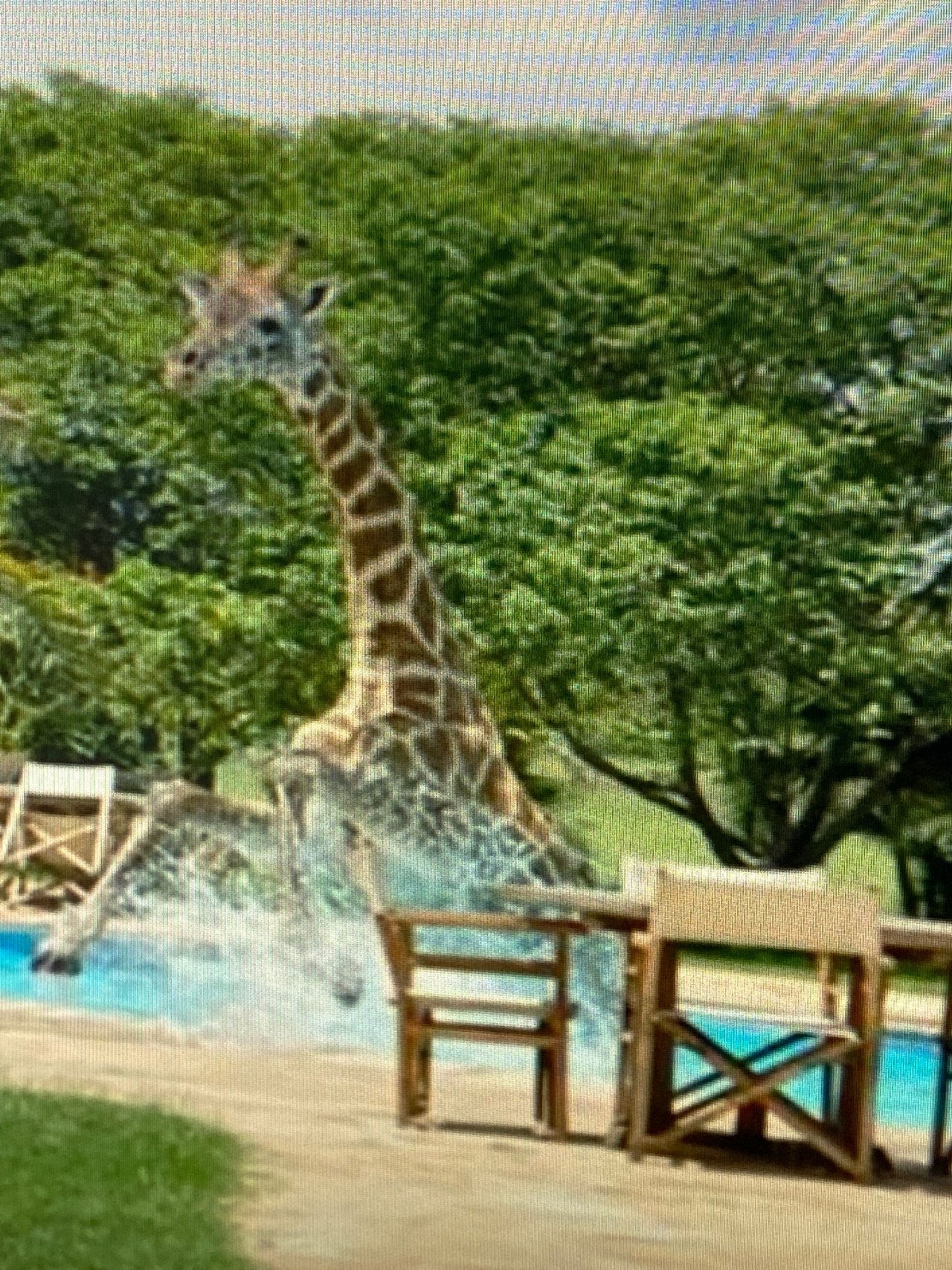 Other mammal in ClimateWatch App spotted by Jcastner on 22.02.2021