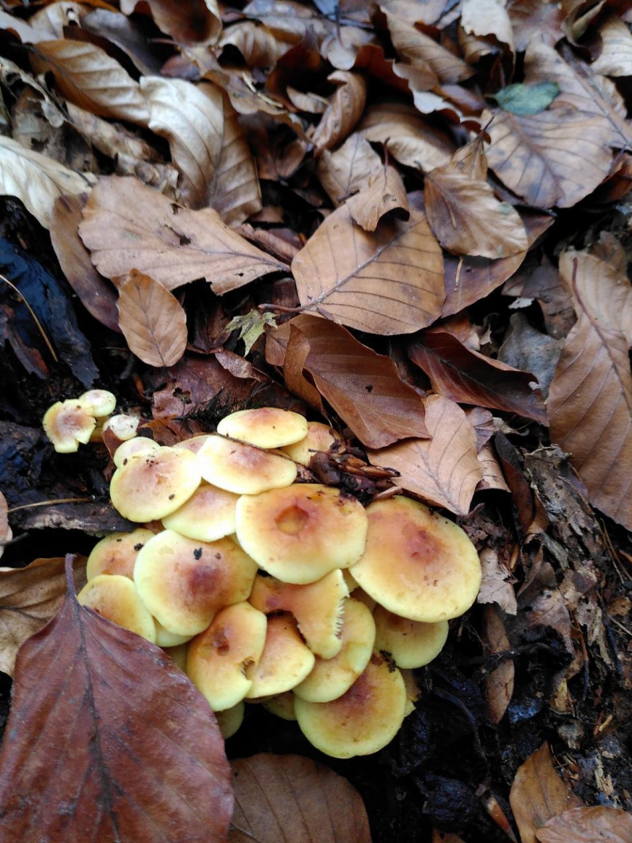 Samtfußrübling in Pilzfinder App spotted by TheOSWR on 13.12.2020