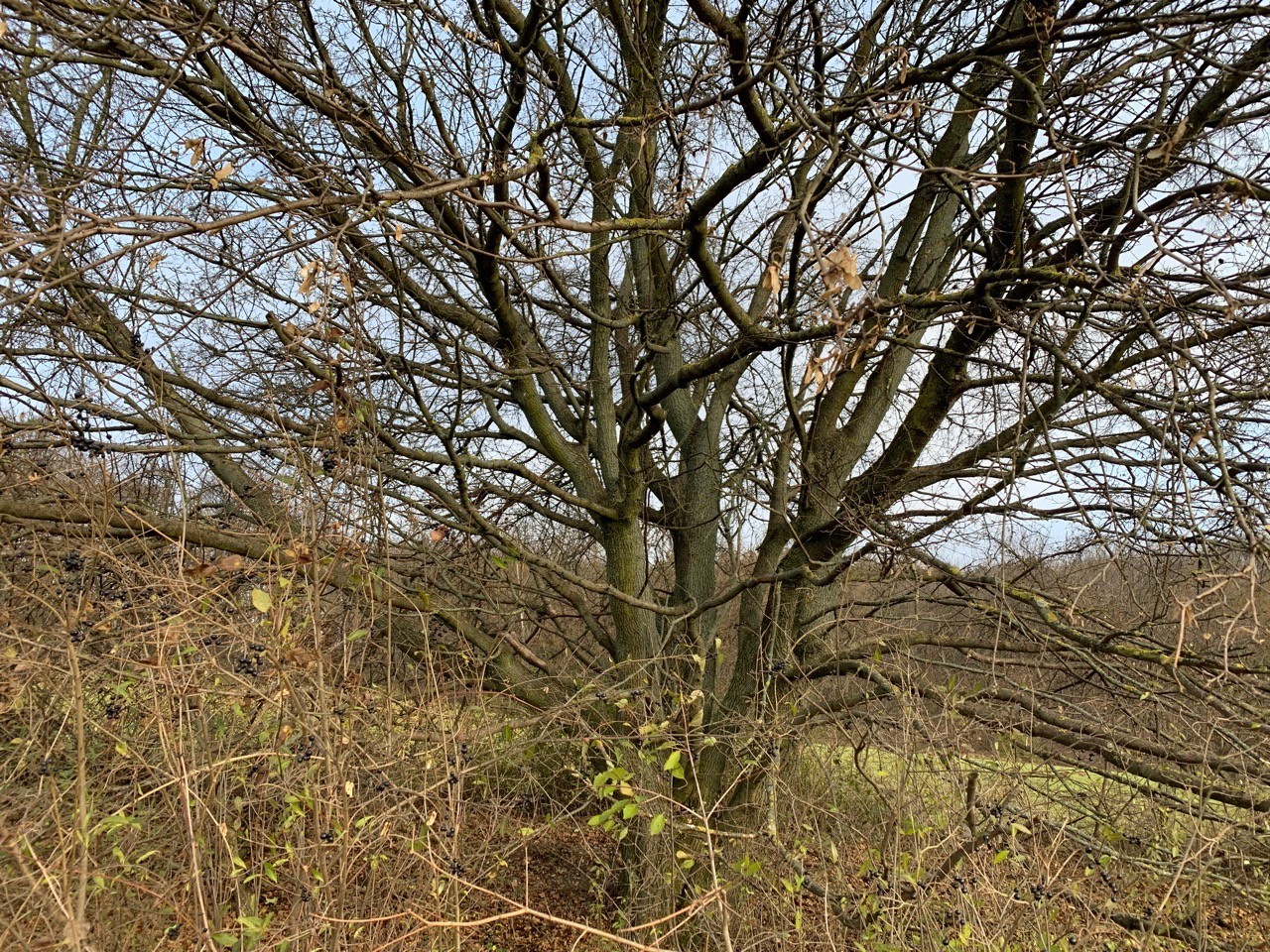 Die tief beginnende Krone des Feldahorns. | Naturkalender App | 09.12.2020