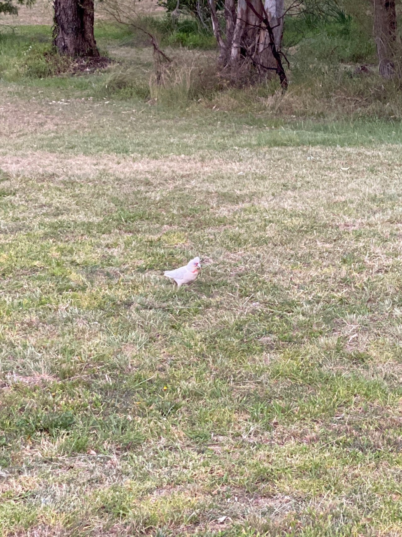Long-billed Corella in Big City Birds App spotted by Sara Baillie on 12.12.2020