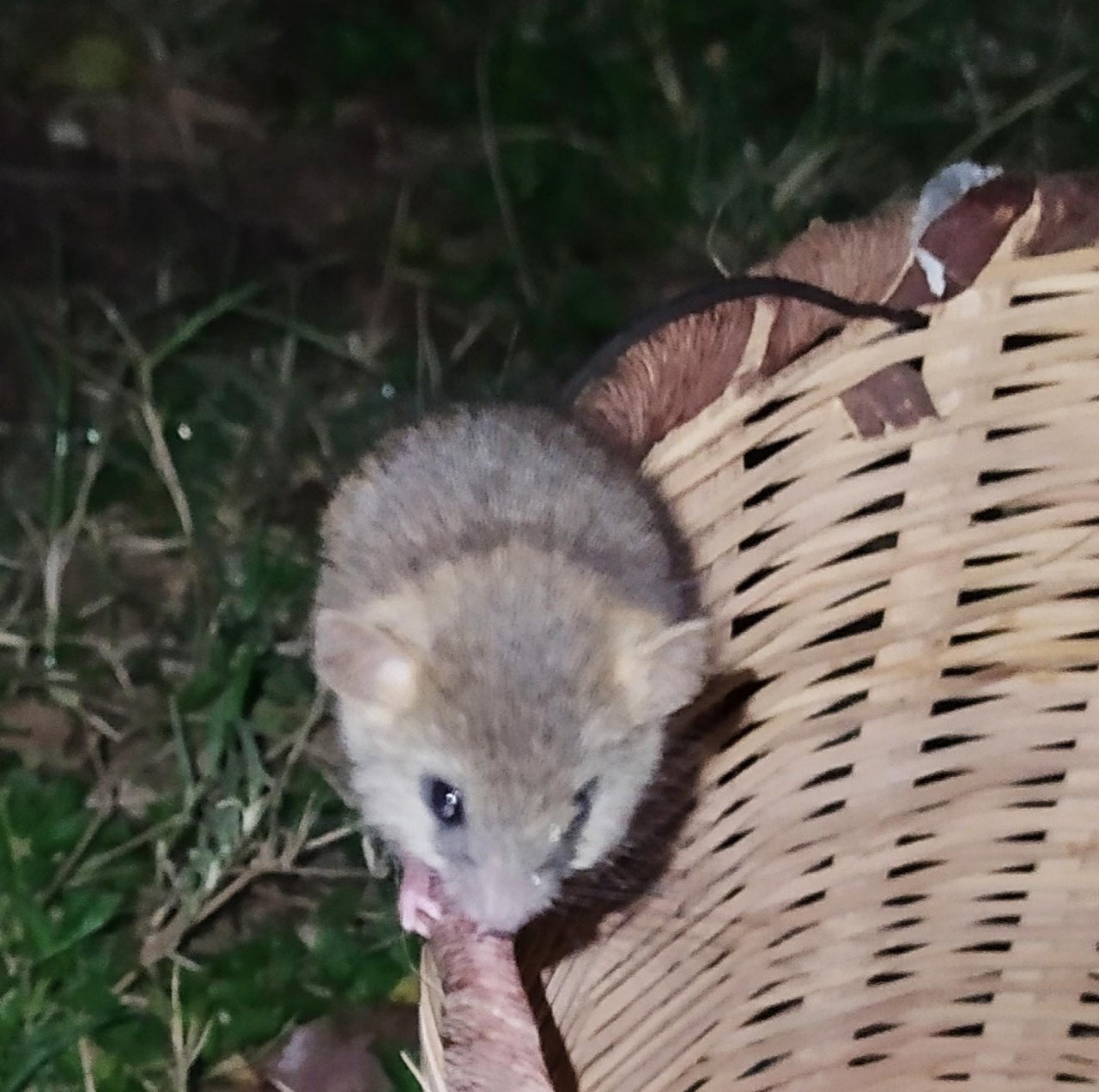 Other in MAKENYA App spotted by Zarek Cockar on 19.11.2020