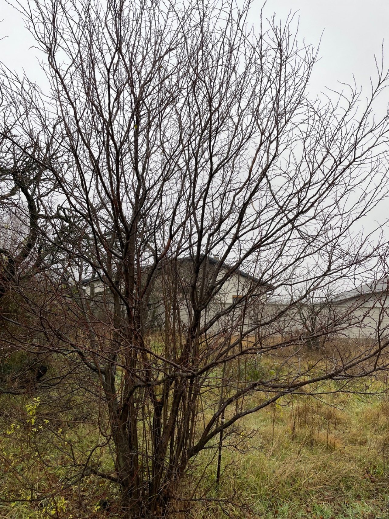 Eine andere Obstart in Naturkalender App spotted by Franz on 19.12.2020