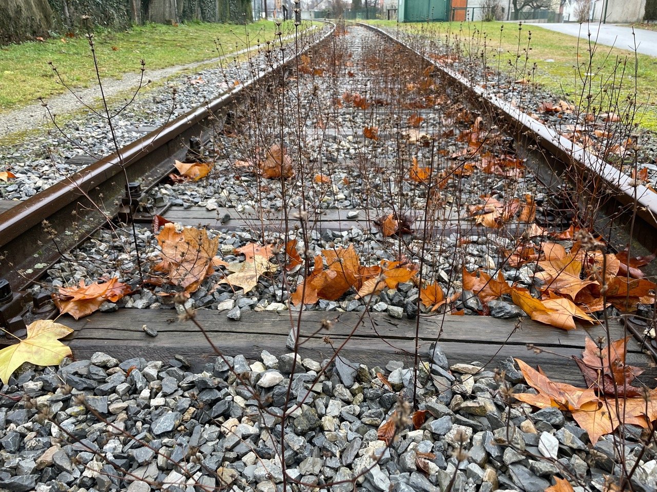 Eine andere krautige Art in Naturkalender App spotted by Franz on 19.12.2020