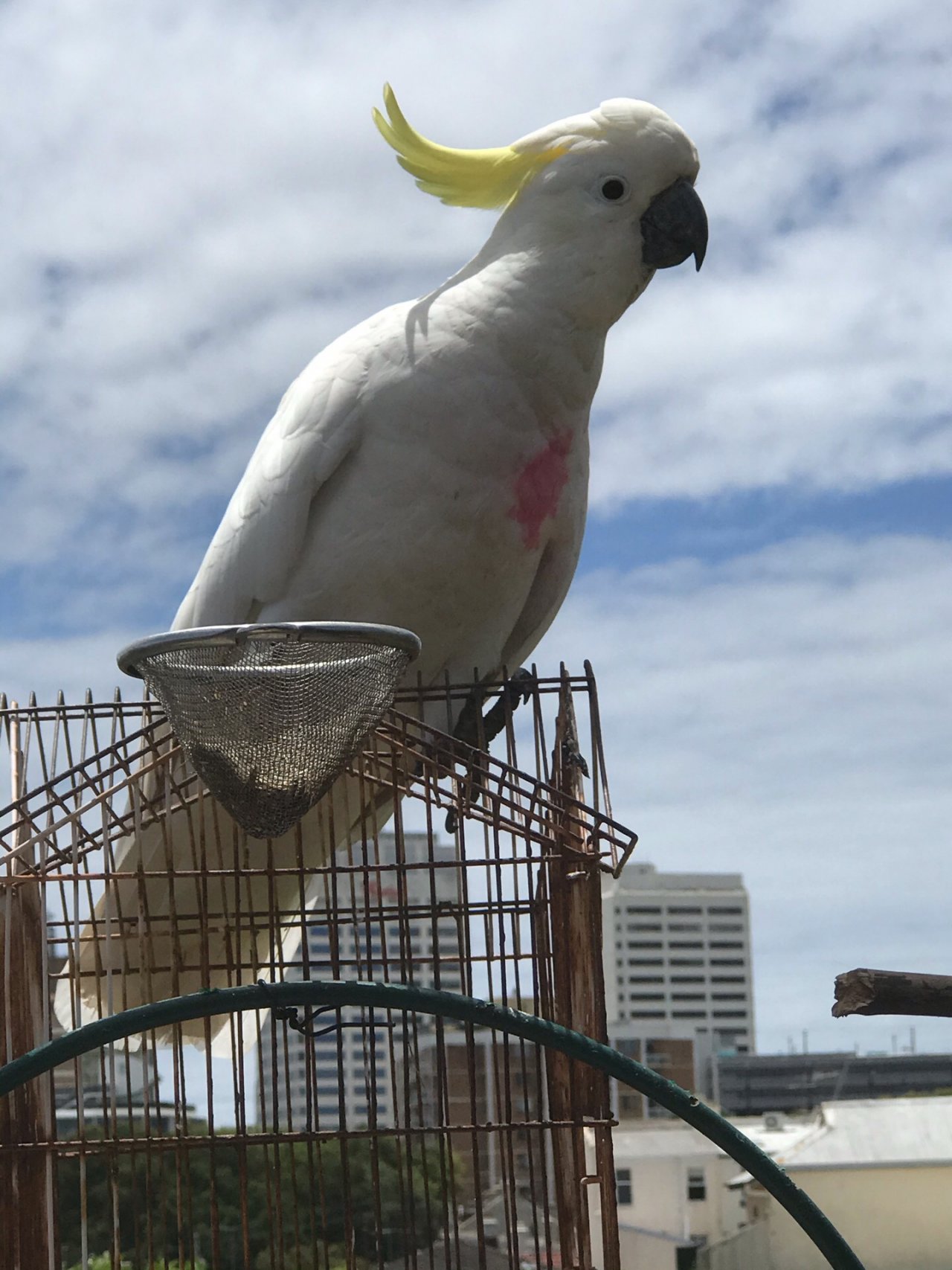 Sulphur-crested Cockatoo in Big City Birds App spotted by Di Quick on 12.12.2020