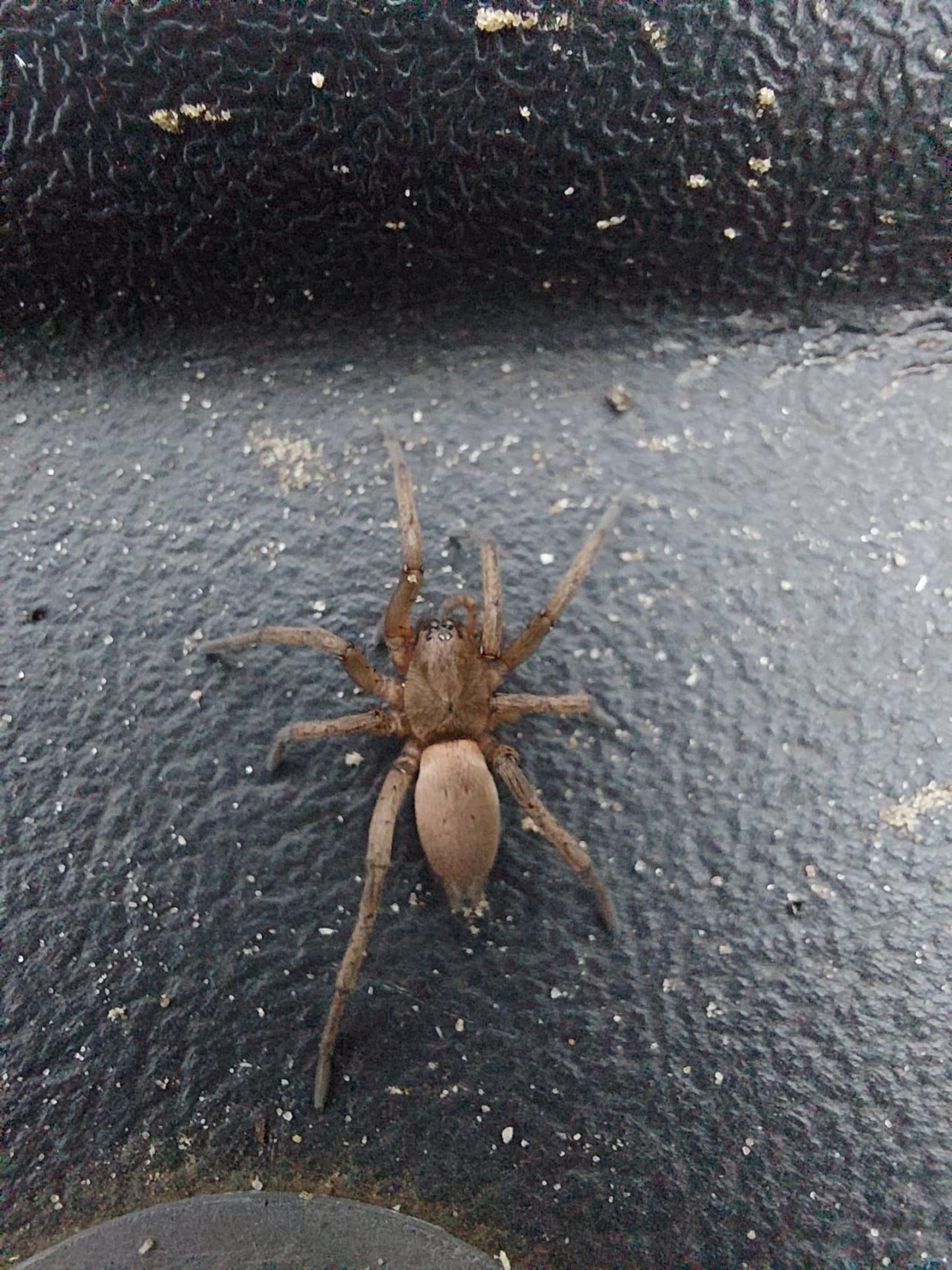 Normal size in SpiderSpotter App spotted by Paul Vernelen on 21.10.2020