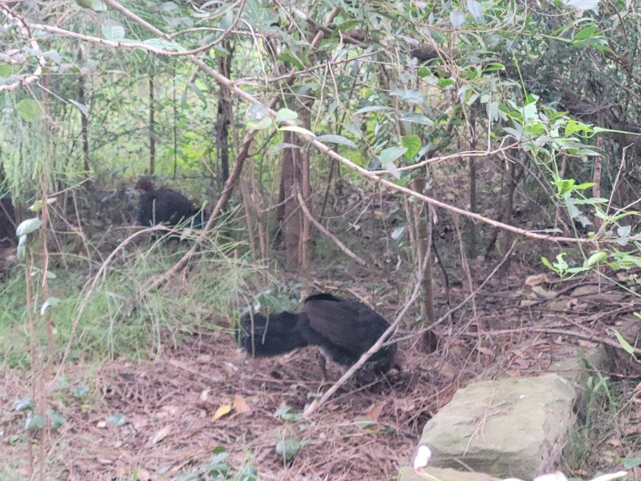 birds in BrushTurkeys App spotted by Helen Sloan on 15.02.2021