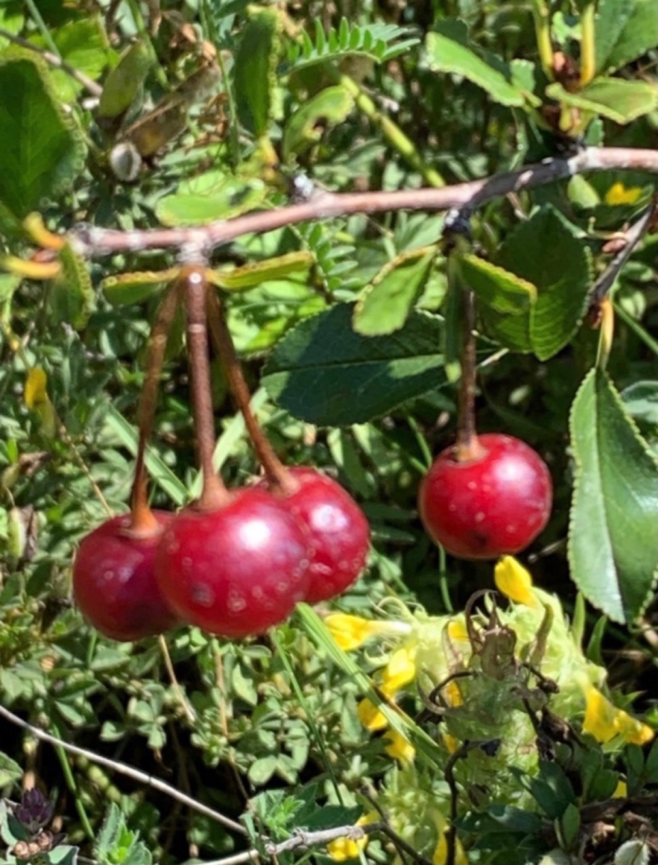 Eine andere Strauchart in Naturkalender App spotted by Franz on 30.07.2020