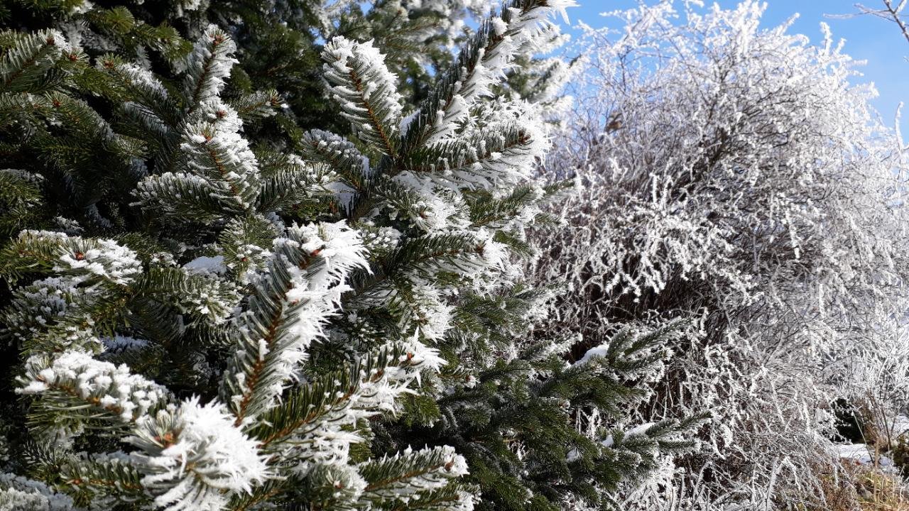 Reif in Naturkalender App spotted by Bienenvater on 21.12.2020