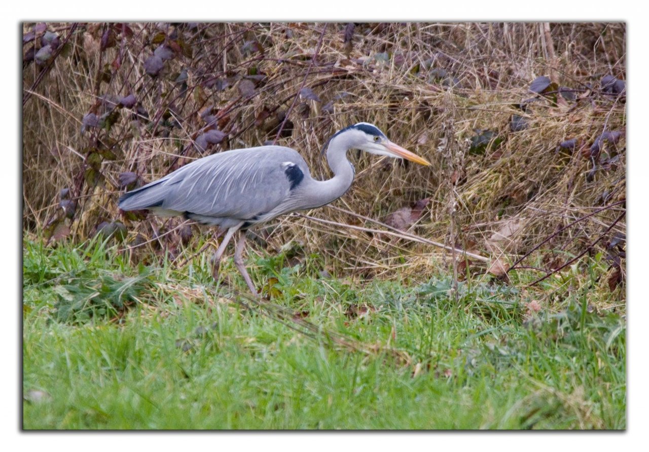 Animals in NatureSpots App spotted by Danny VG on 18.02.2021