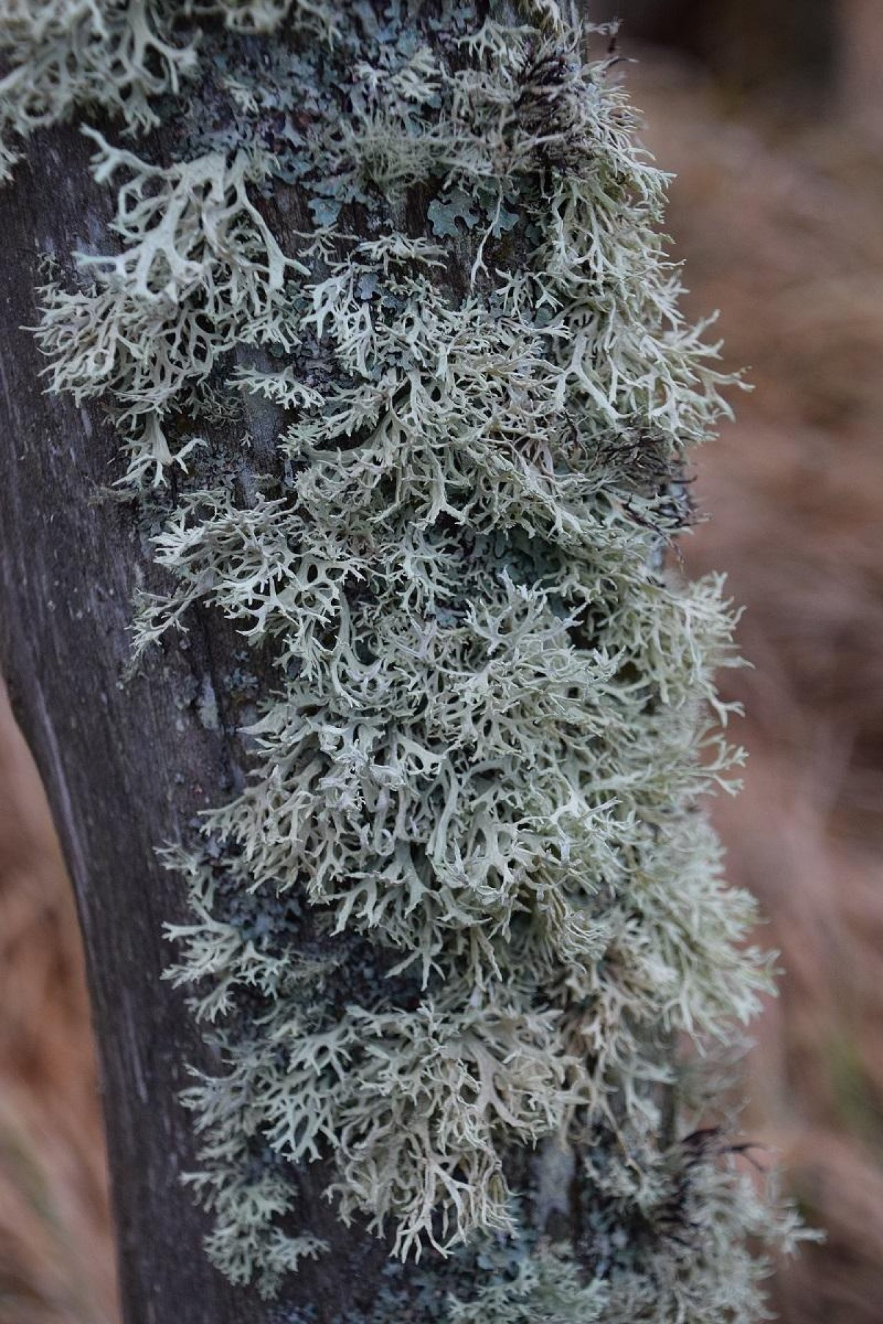 Andere Art in Pilzfinder App spotted by Markus Sabor on 23.12.2020