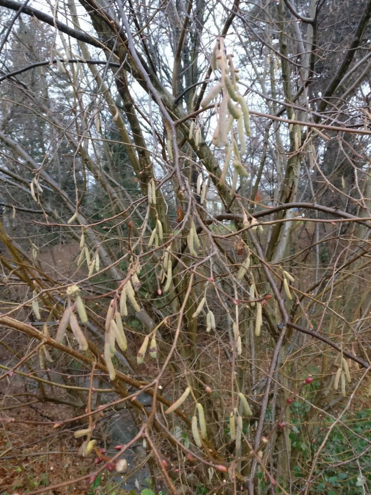 Haselstrauch in Naturkalender App spotted by Susi on 12.12.2020