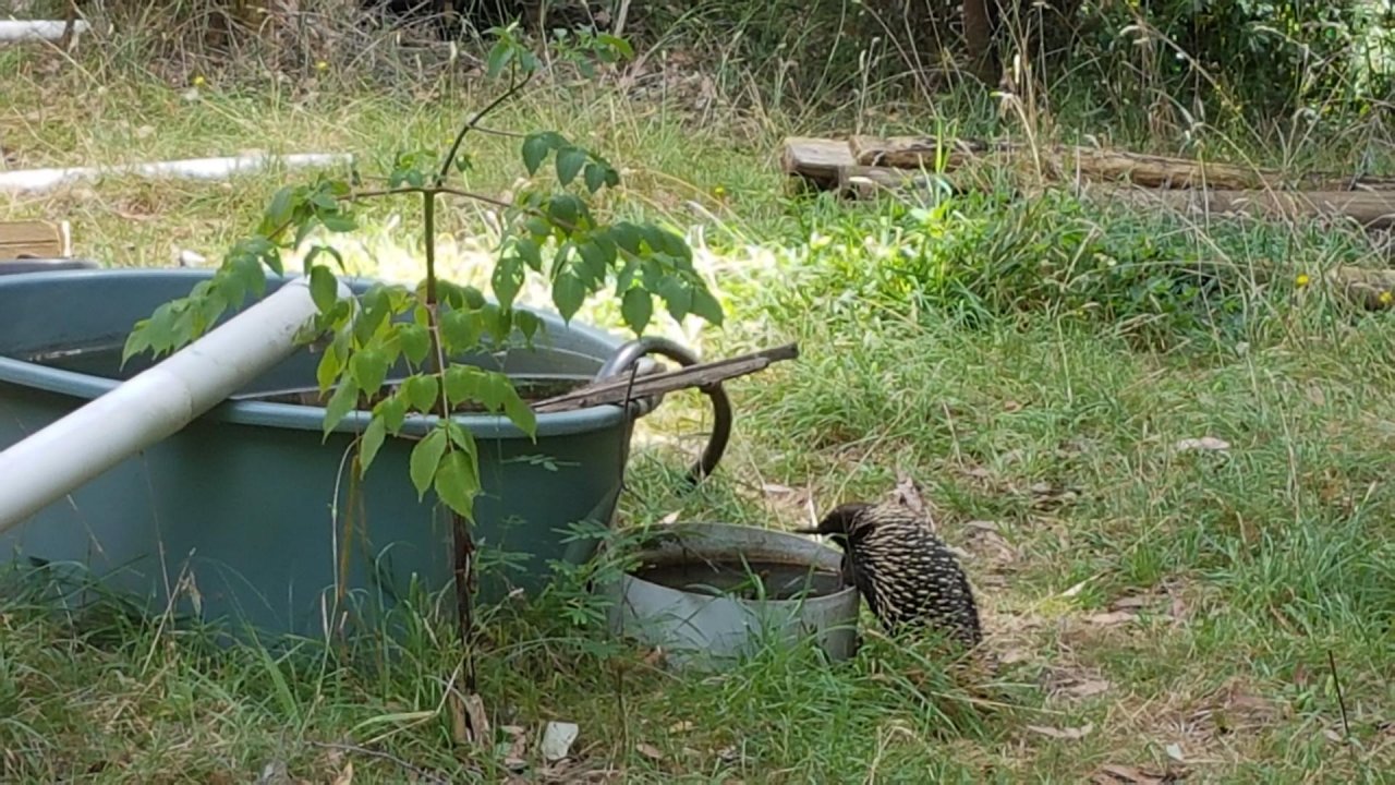 Other mammal in ClimateWatch App spotted by Milena King on 20.02.2021