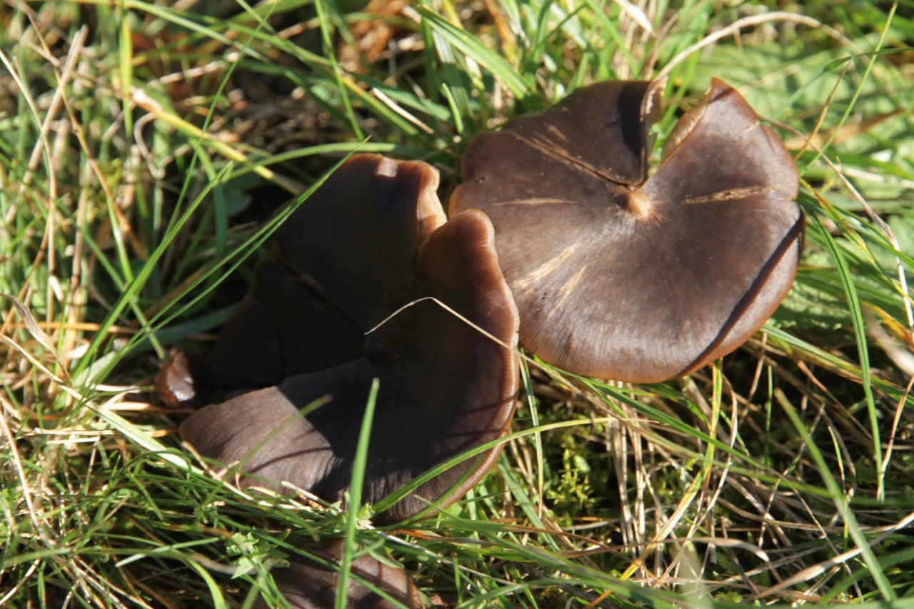 anderer Lamellenpilz (dunkel) in Pilzfinder App spotted by Helmling on 06.11.2020