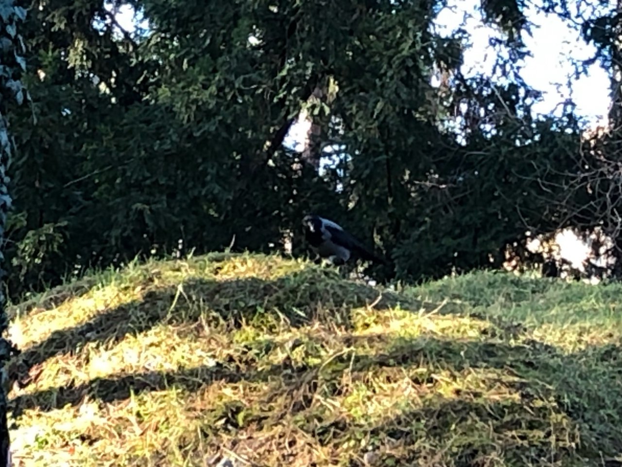 Hooded Crow in KraMobil App spotted by Krarin on 27.12.2020