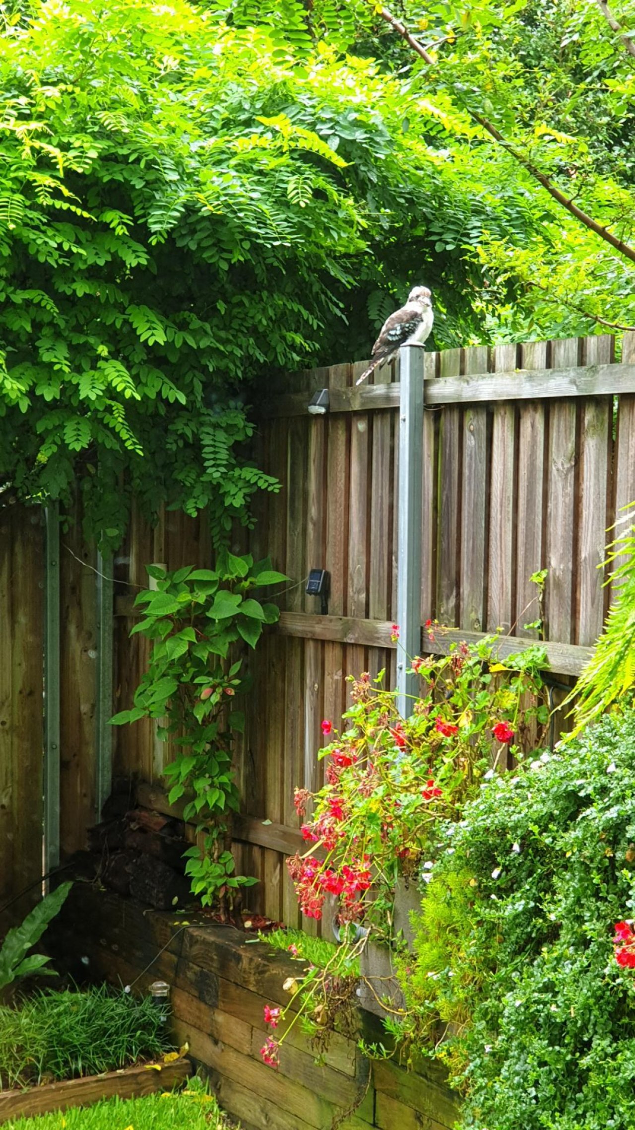 Other bird in Big City Birds App spotted by Tim Lee on 30.01.2021