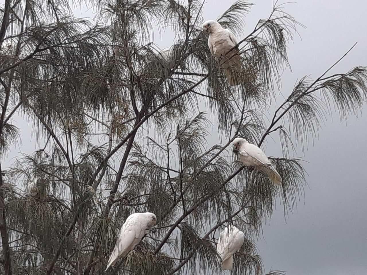 Little Corella in Big City Birds App spotted by Feather on 16.01.2021