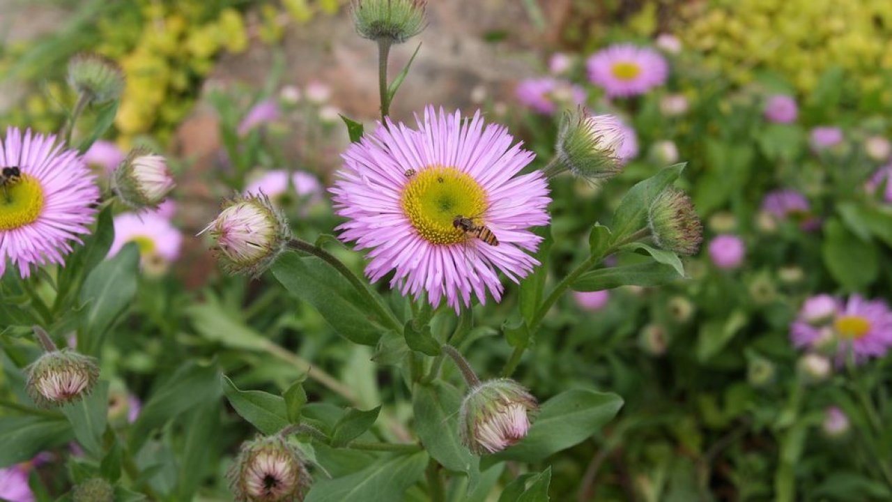 Fleabane de álamo tremedor