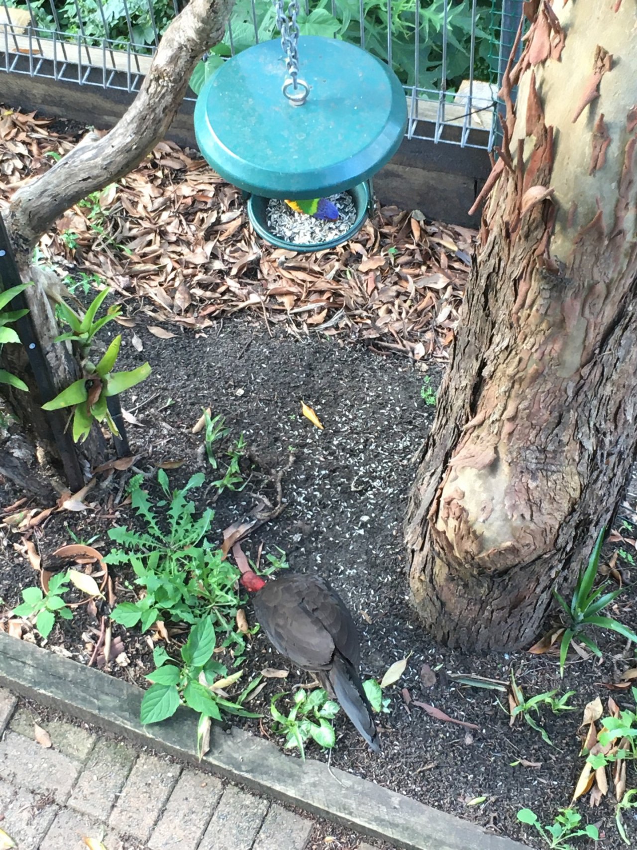 Brush-turkey in Big City Birds App spotted by Margaret Scott on 05.01.2021