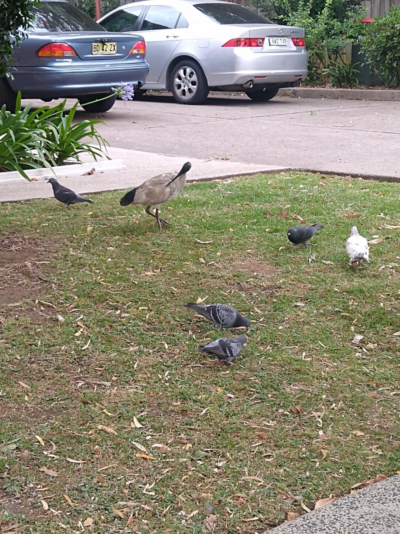 Strolling around among a mixed group of other birds, including pigeons, ravens 