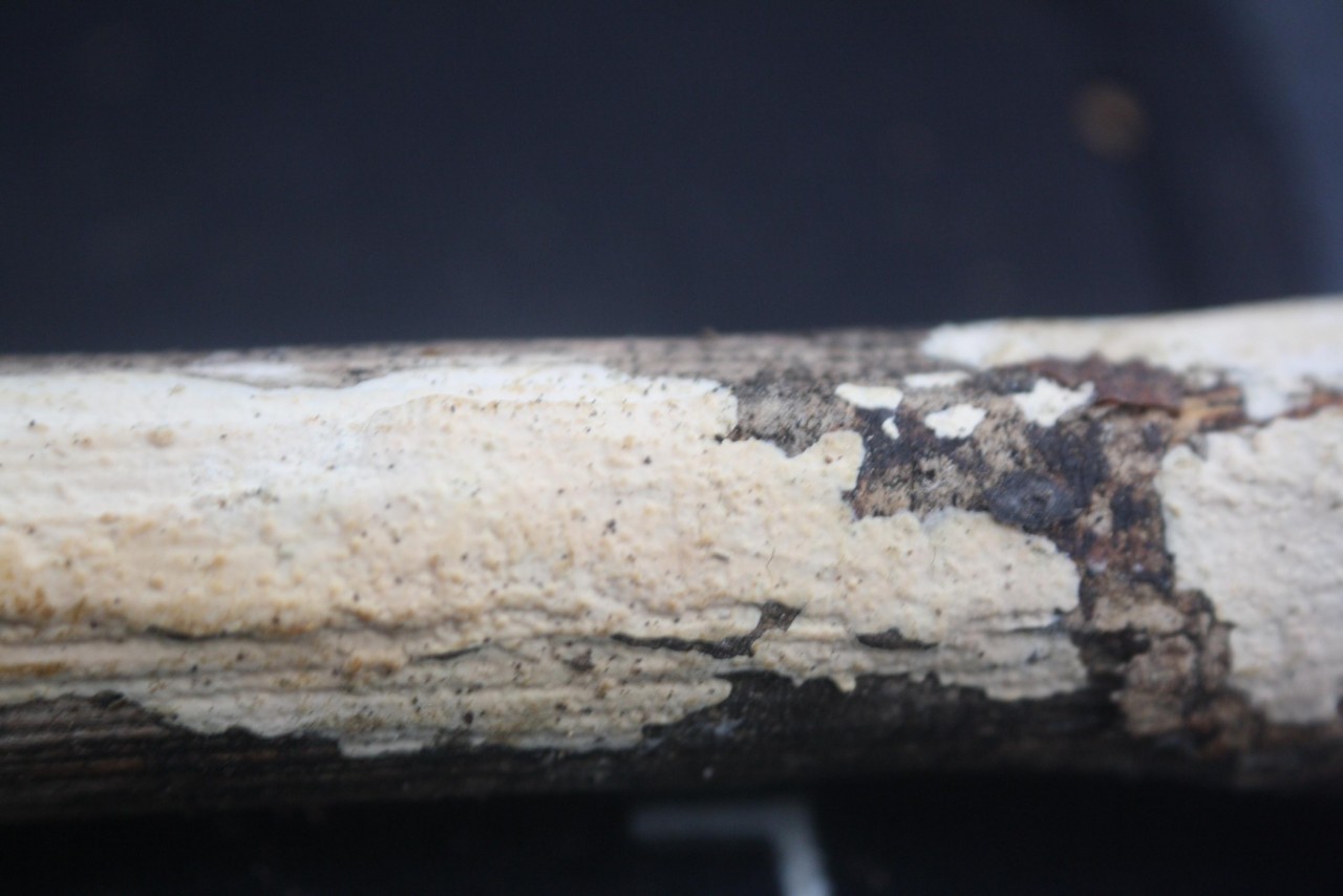 Genus: 	Phlebia,
on a branch; deciduous tree; deadwood; lying; | Pilzfinder App 