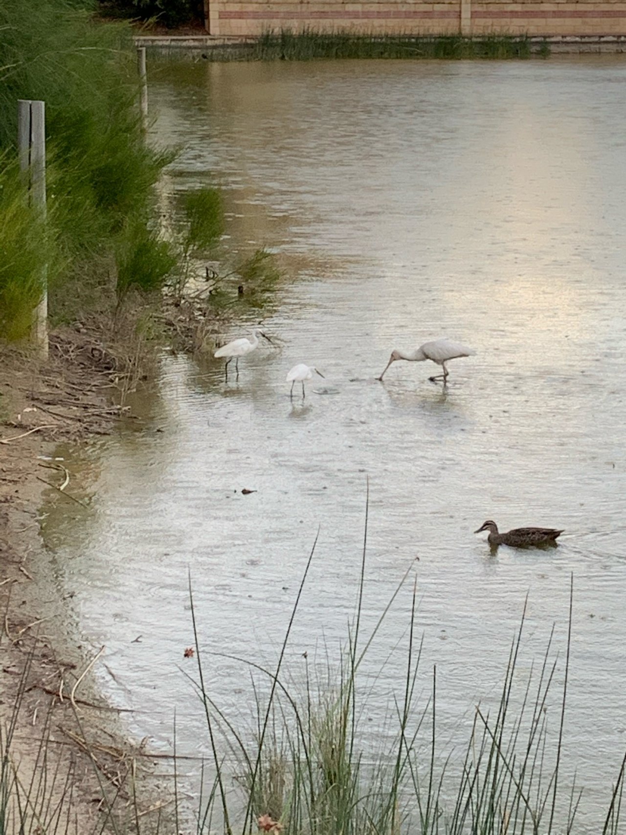 Other bird in ClimateWatch App spotted by Stephen White on 03.03.2021