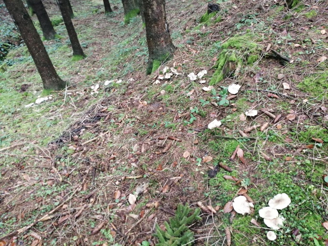 Erinnert mich optisch an den Samtfußrübling, abgesehen von der Farbe natürlich. | 