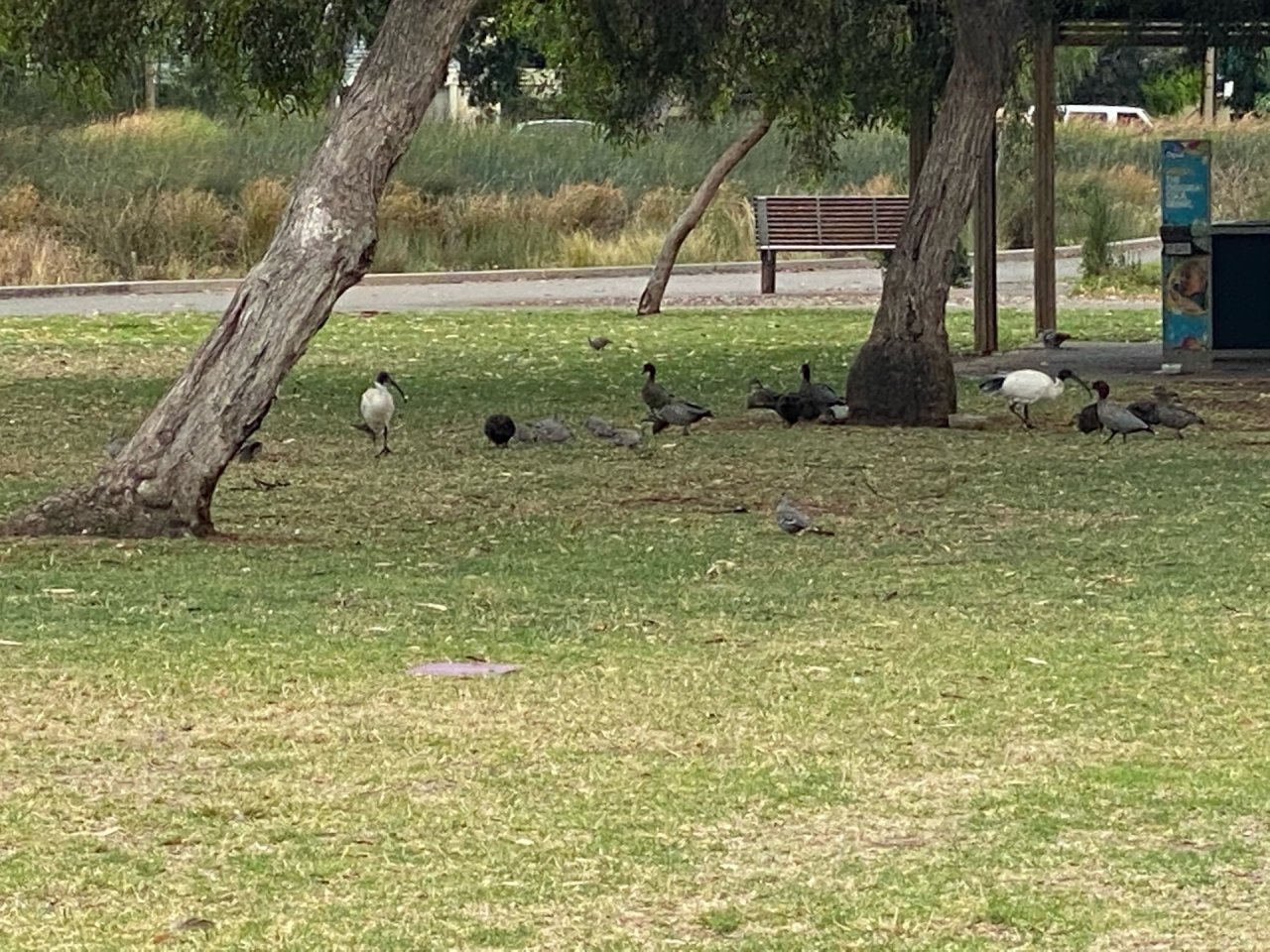 White Ibis in Big City Birds App spotted by Karen Cornelius on 02.02.2021