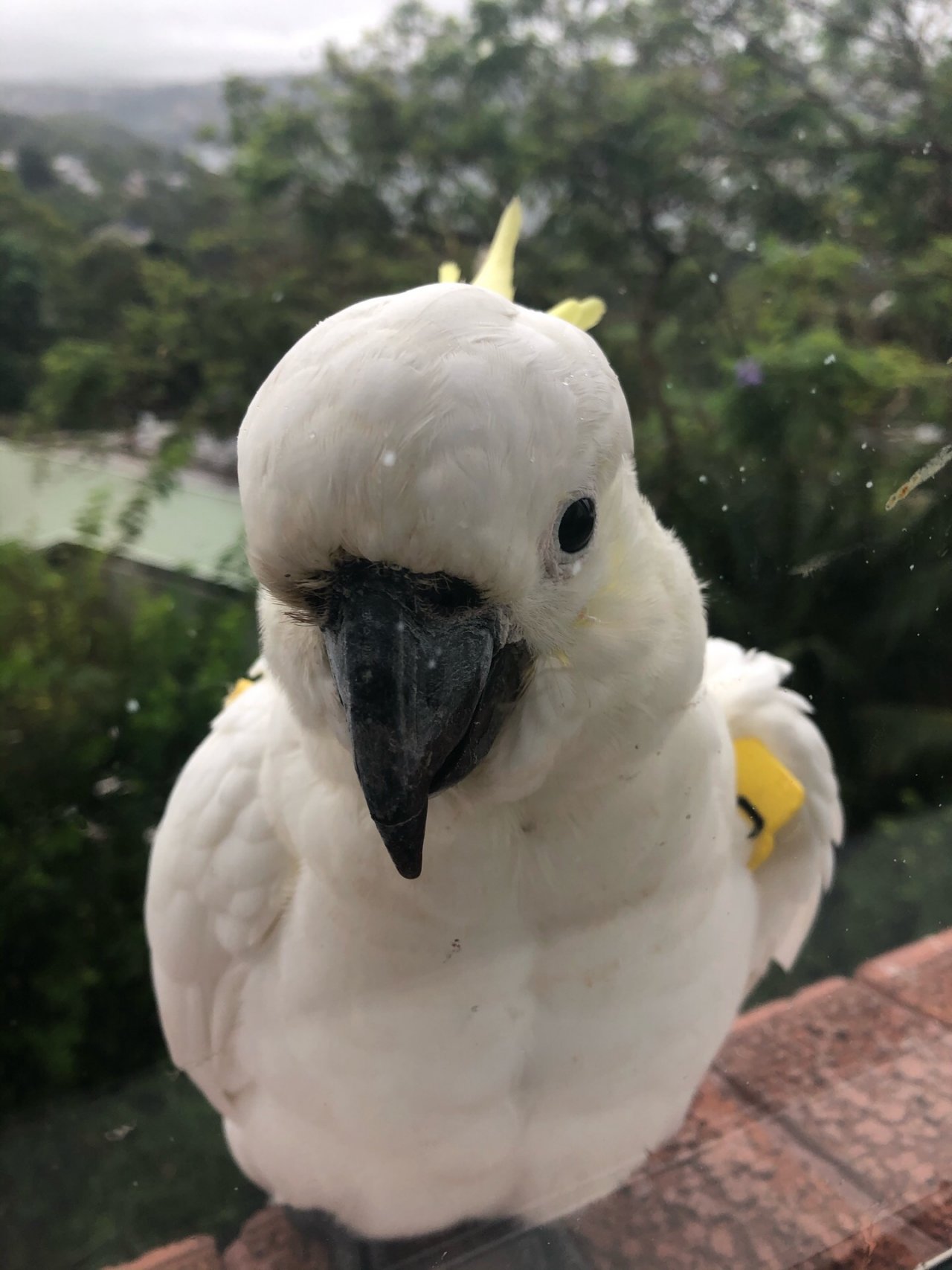 Sulphur-crested Cockatoo in Big City Birds App spotted by Cockie on 21.12.2020