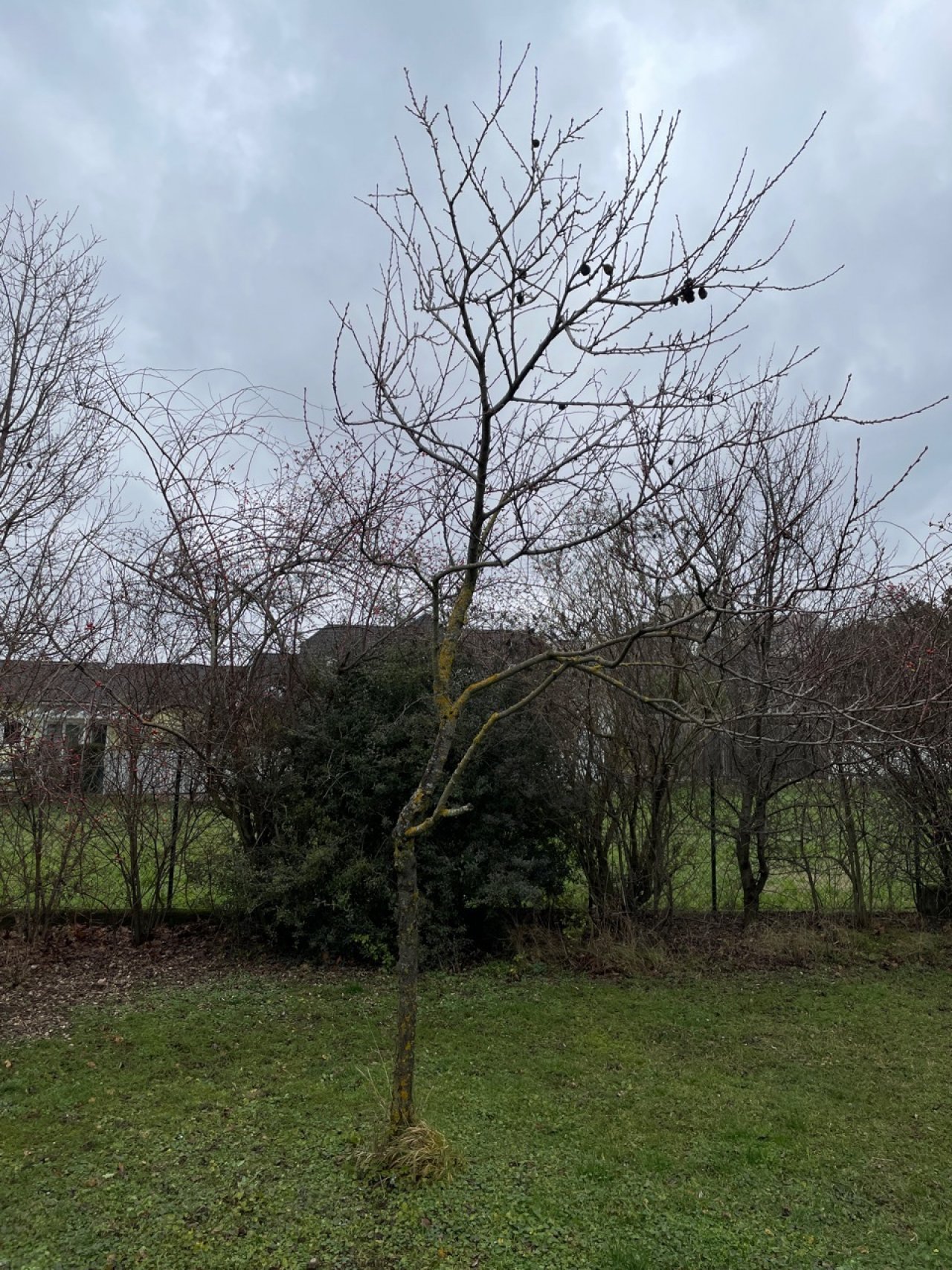 Eine andere Obstart in Naturkalender App spotted by Franz on 25.12.2020